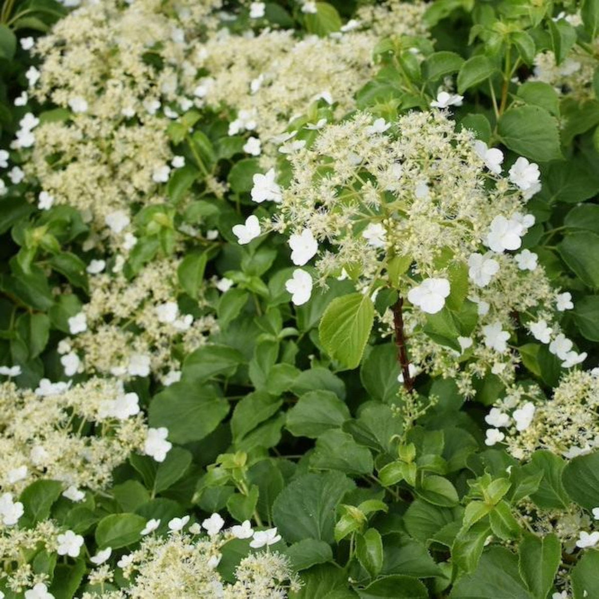 Barbara Ann Climbing Hydrangea – Fragrant White Flowers