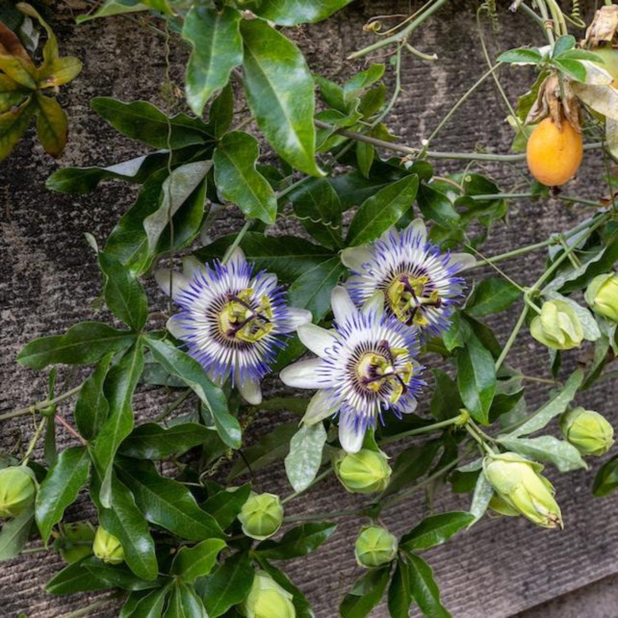 Passion flowers with green leaves and unripe fruits on a textured wall background. Henderson Garden Supply