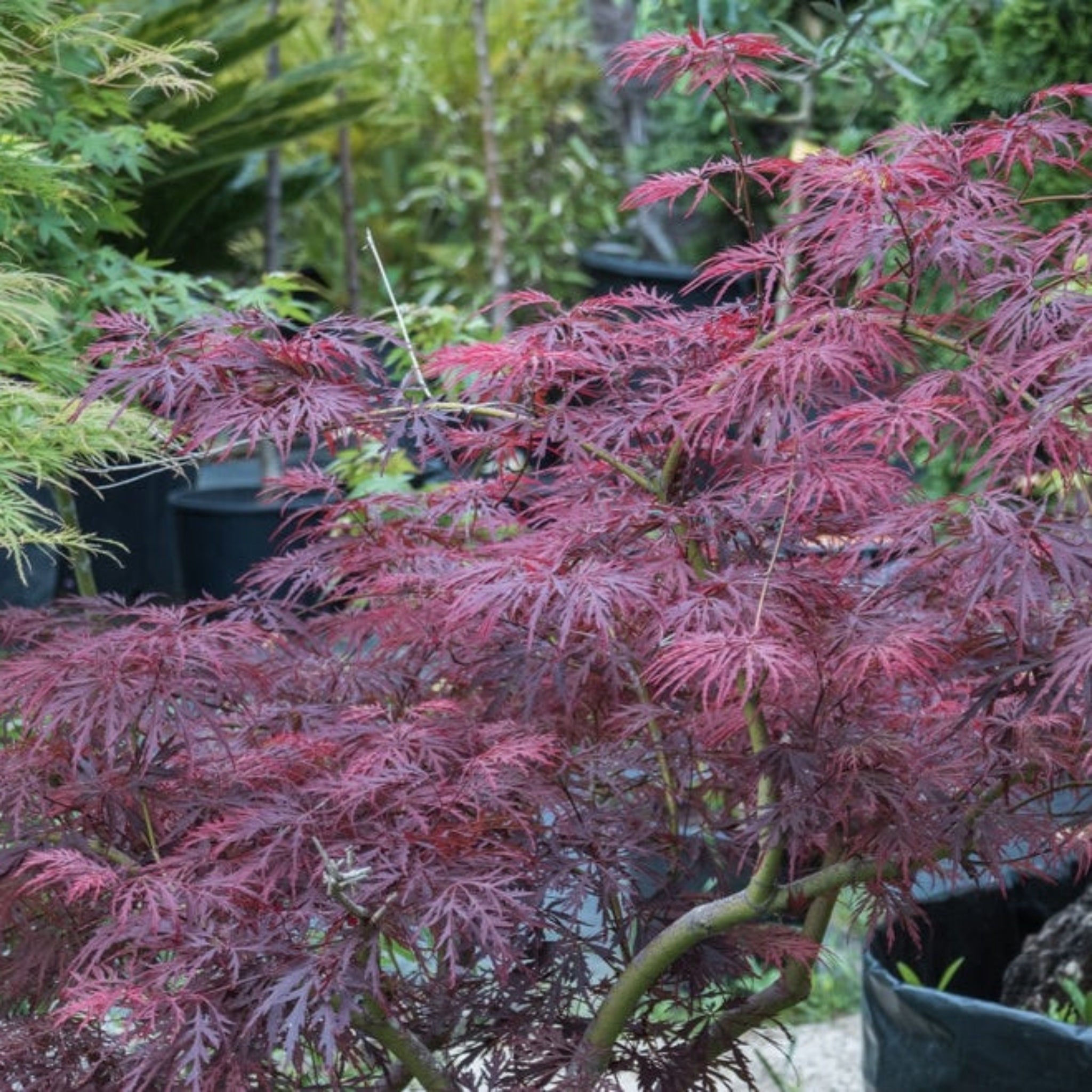 Red and green leaves of a potted plant in a garden setting. Henderson Garden Supply
