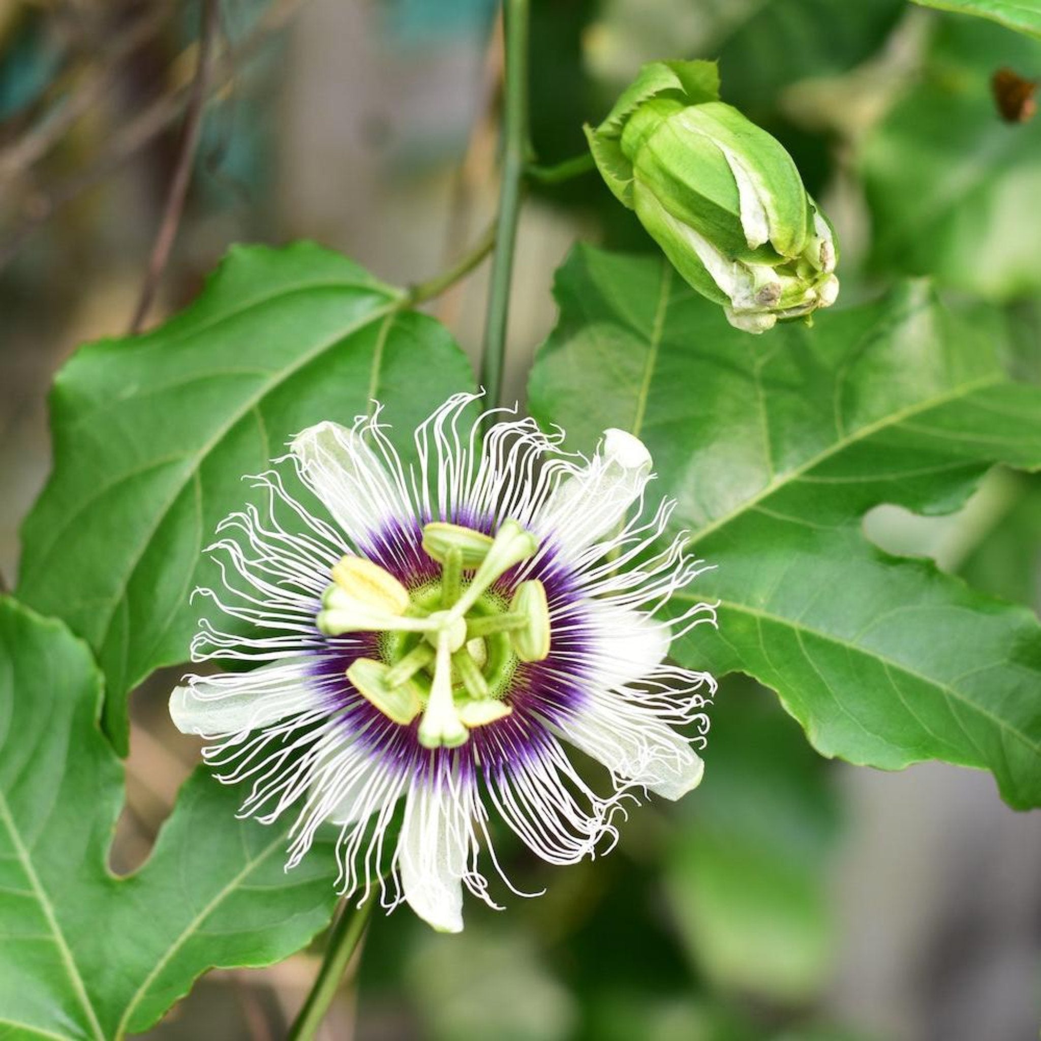 Passion flower with green leaves in the background. Henderson Garden Supply