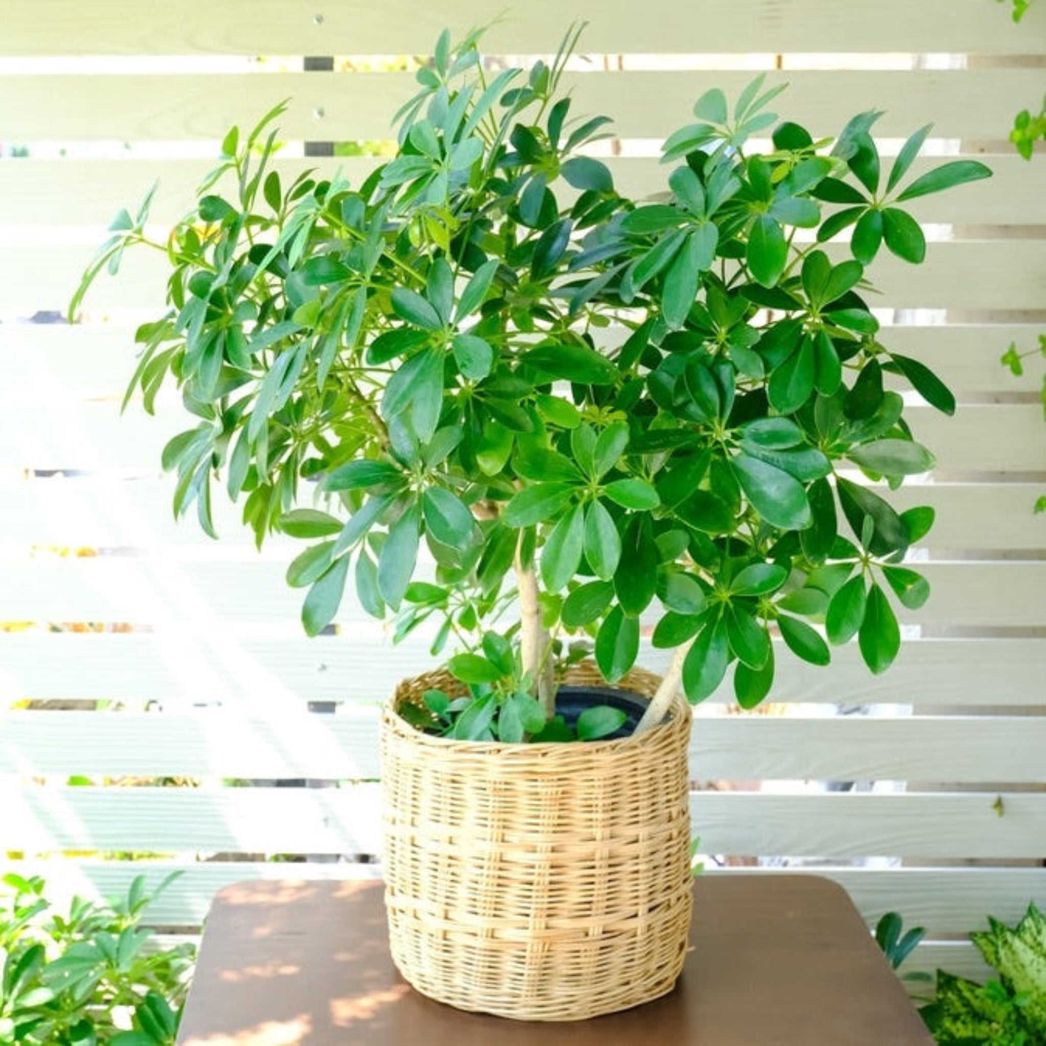 Potted plant in a woven basket on a table with a white lattice background. Henderson Garden Supply