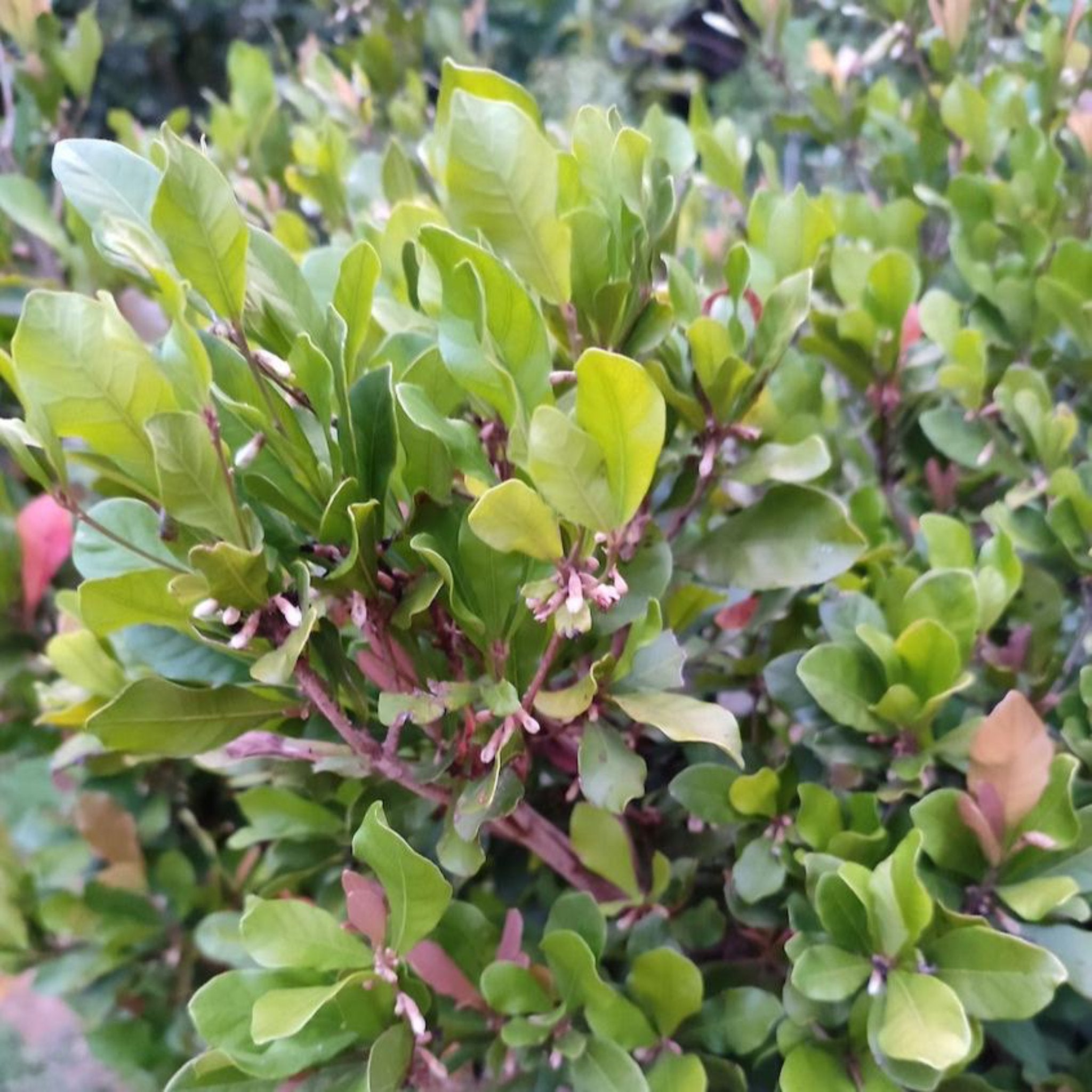 Close-up of green leaves with a blurred background. Henderson Garden Supply