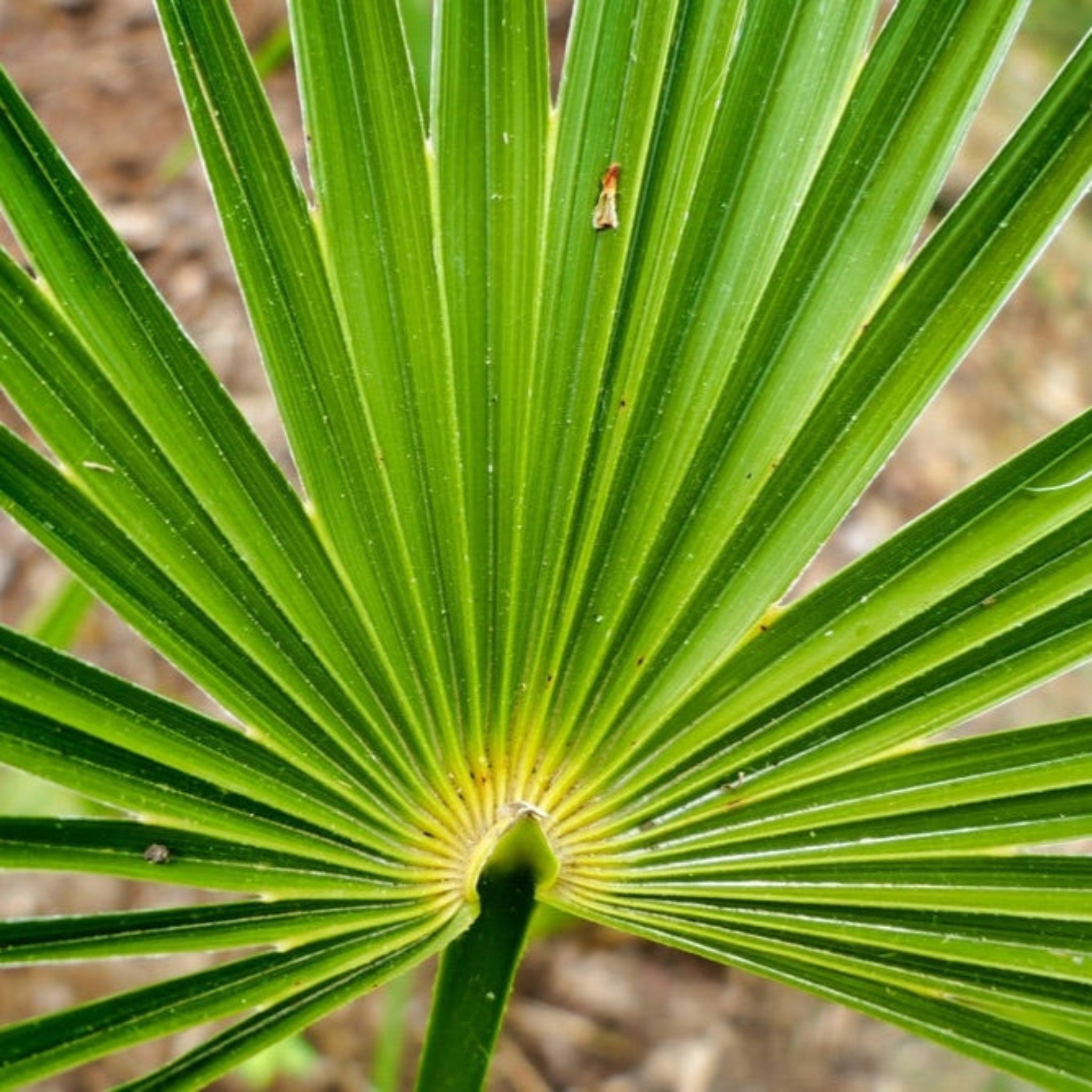 Close-up of a green palm leaf with a blurred background. Henderson Garden Supply
