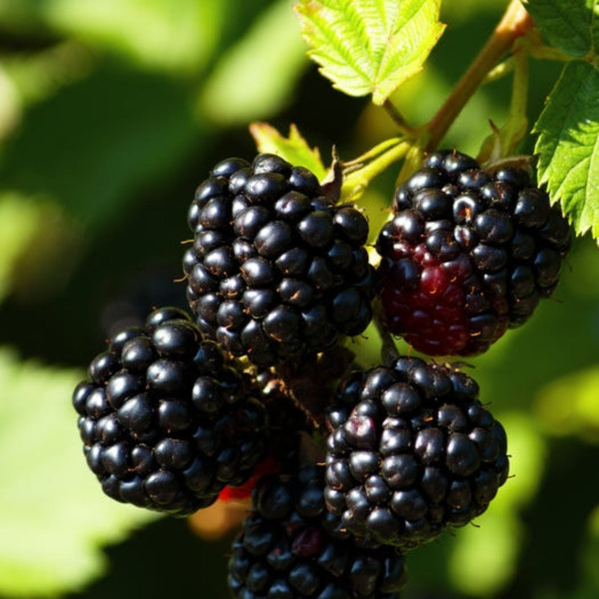 Ponca Thornless Blackberry – Sweet, Early-Season Berries