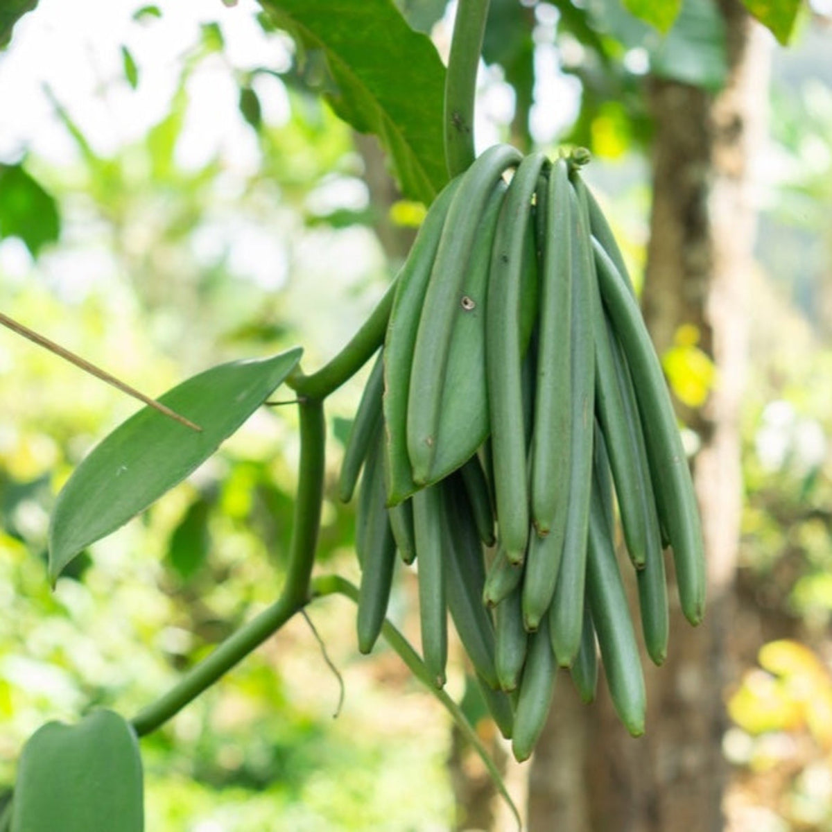 Vanilla Bean Orchid – Tropical Climbing Vanilla Vine