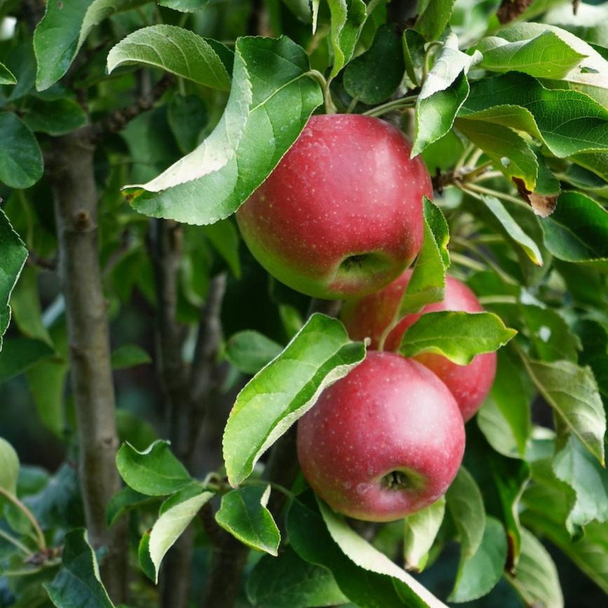 Red apples hanging from a tree with green leaves. Henderson Garden Supply