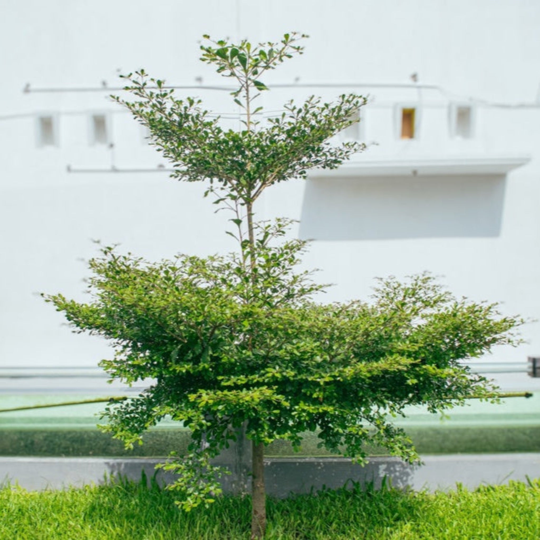 Young tree in front of a white building with green grass. Henderson Garden Supply