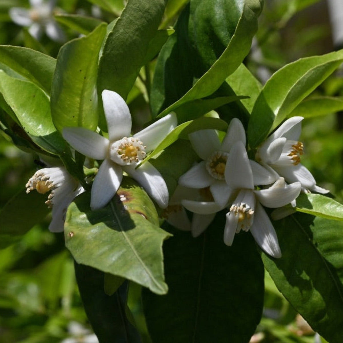 Yuzu Citrus Tree – Aromatic Fruit for Cooking & Drinks