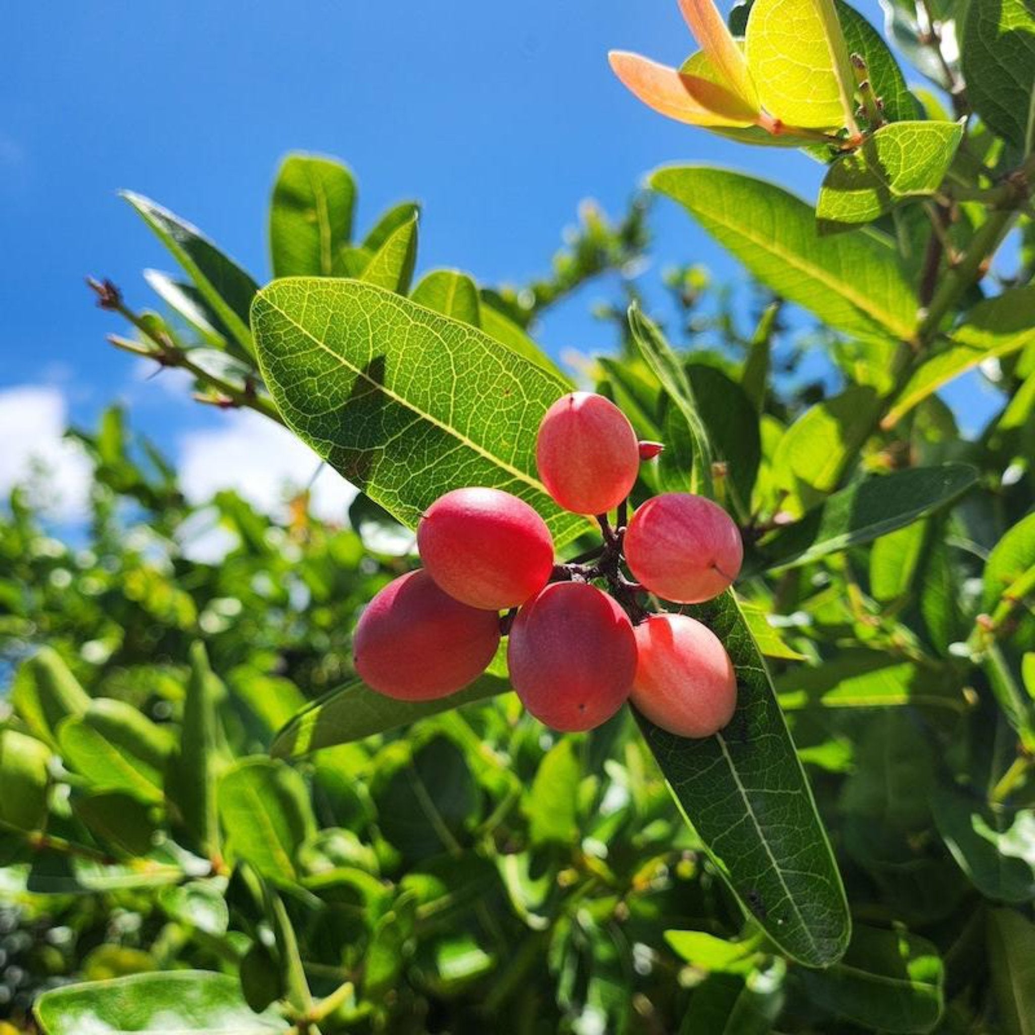 Miracle Fruit Plant (Synsepalum dulcificum) | Live 3-Gallon
