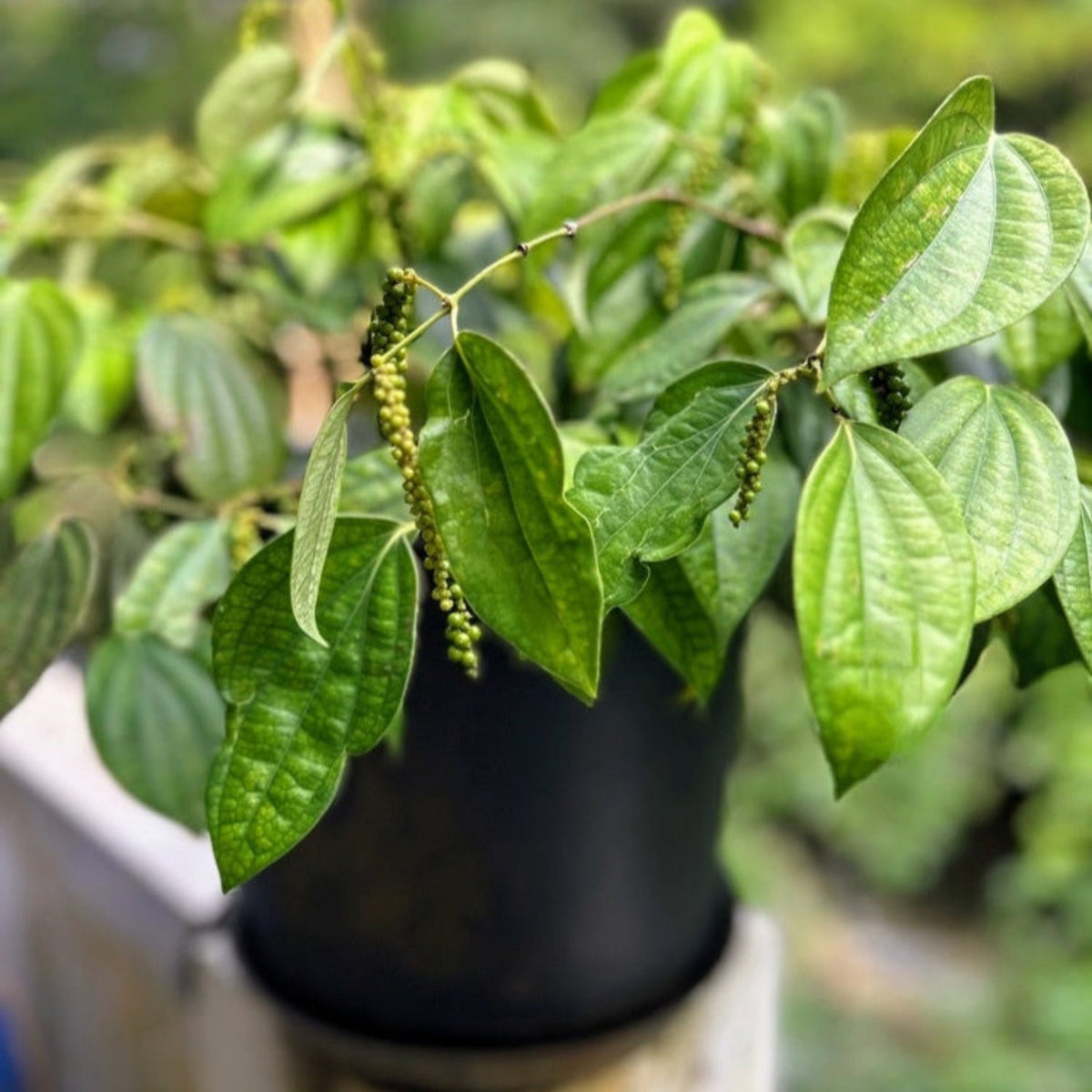 Black Pepper Plant – Piper nigrum Tropical Vine