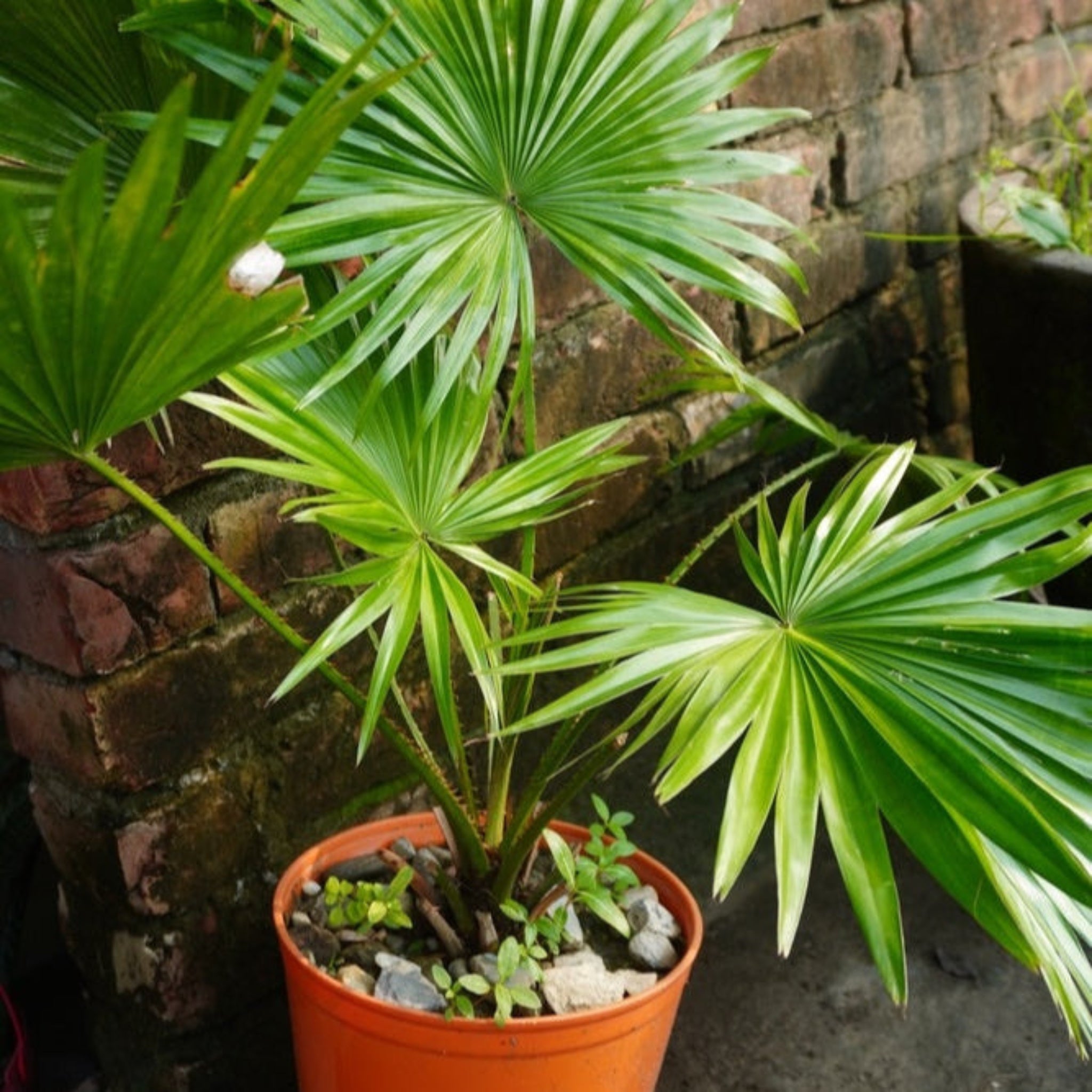 Potted palm plant against a stone wall. Henderson Garden Supply