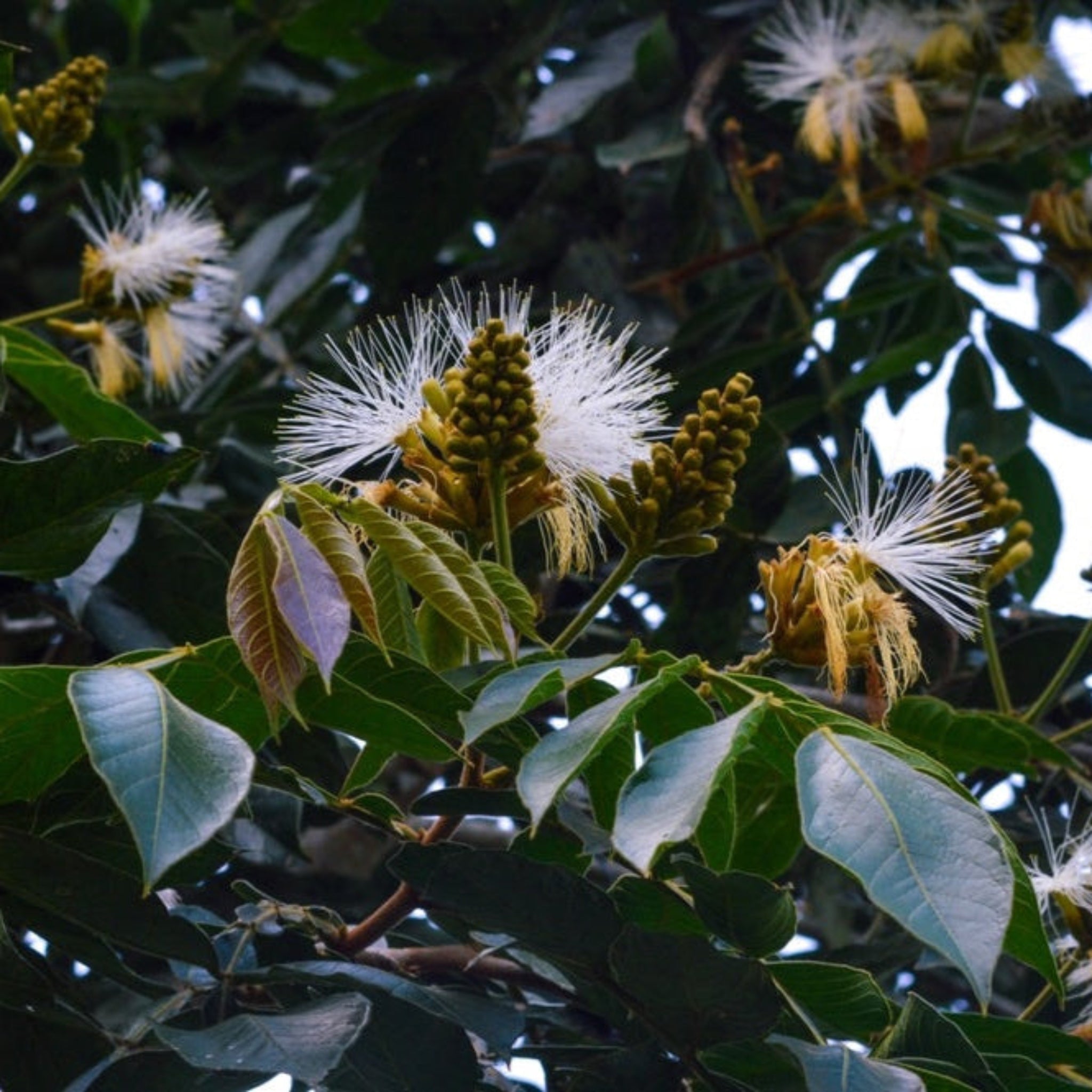 Ice cream bean tree - Henderson Garden Supply