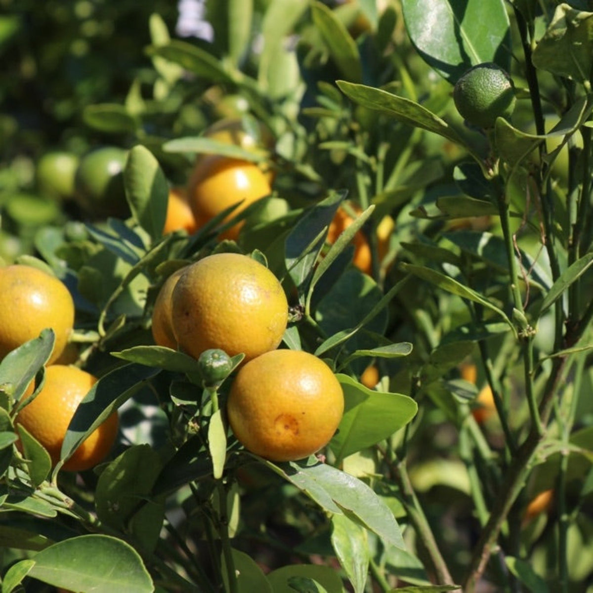 Westin Orange Tree (FL) – Sweet Juicing Citrus