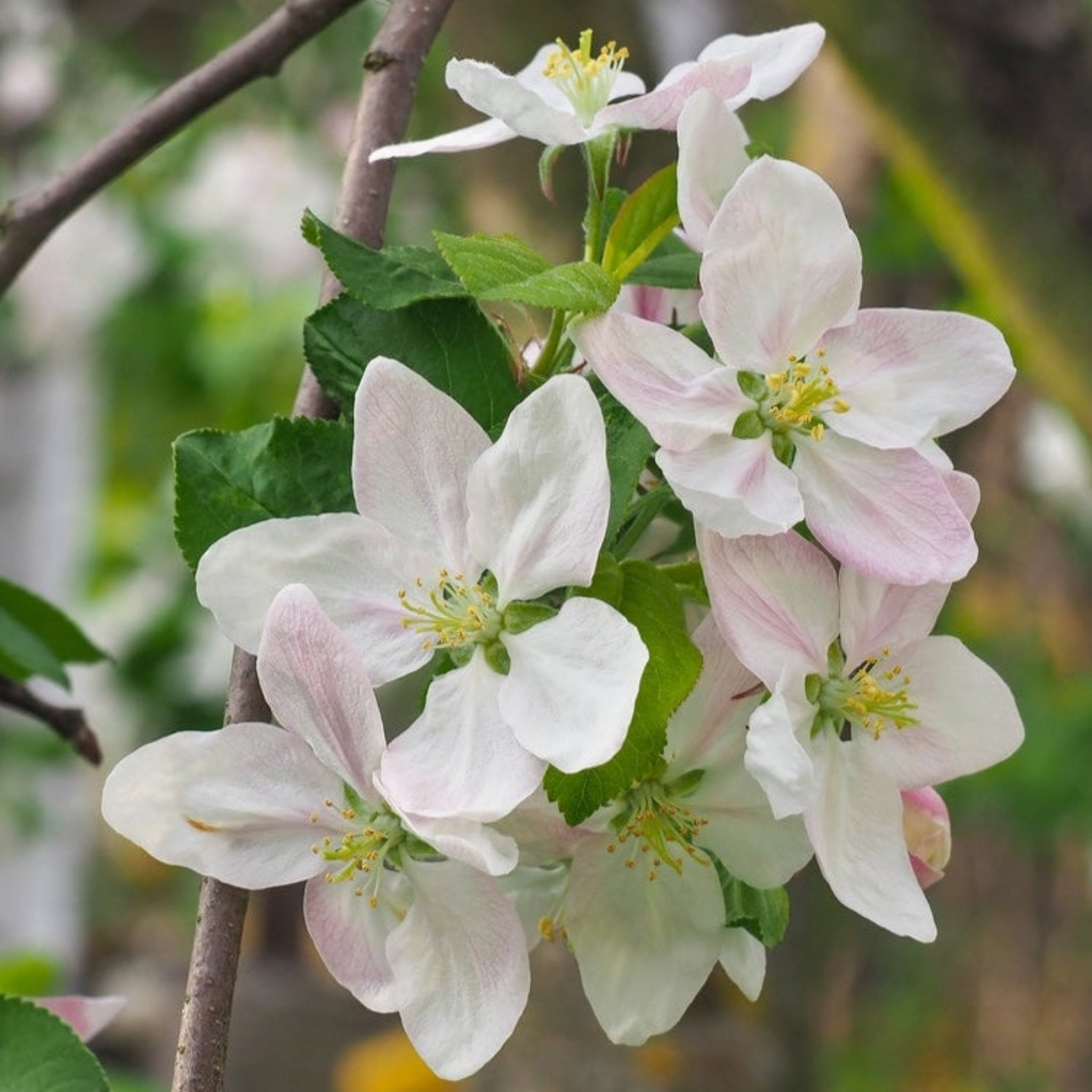 Close-up of white and pink flowers with green leaves on a blurred natural background. Henderson Garden Supply