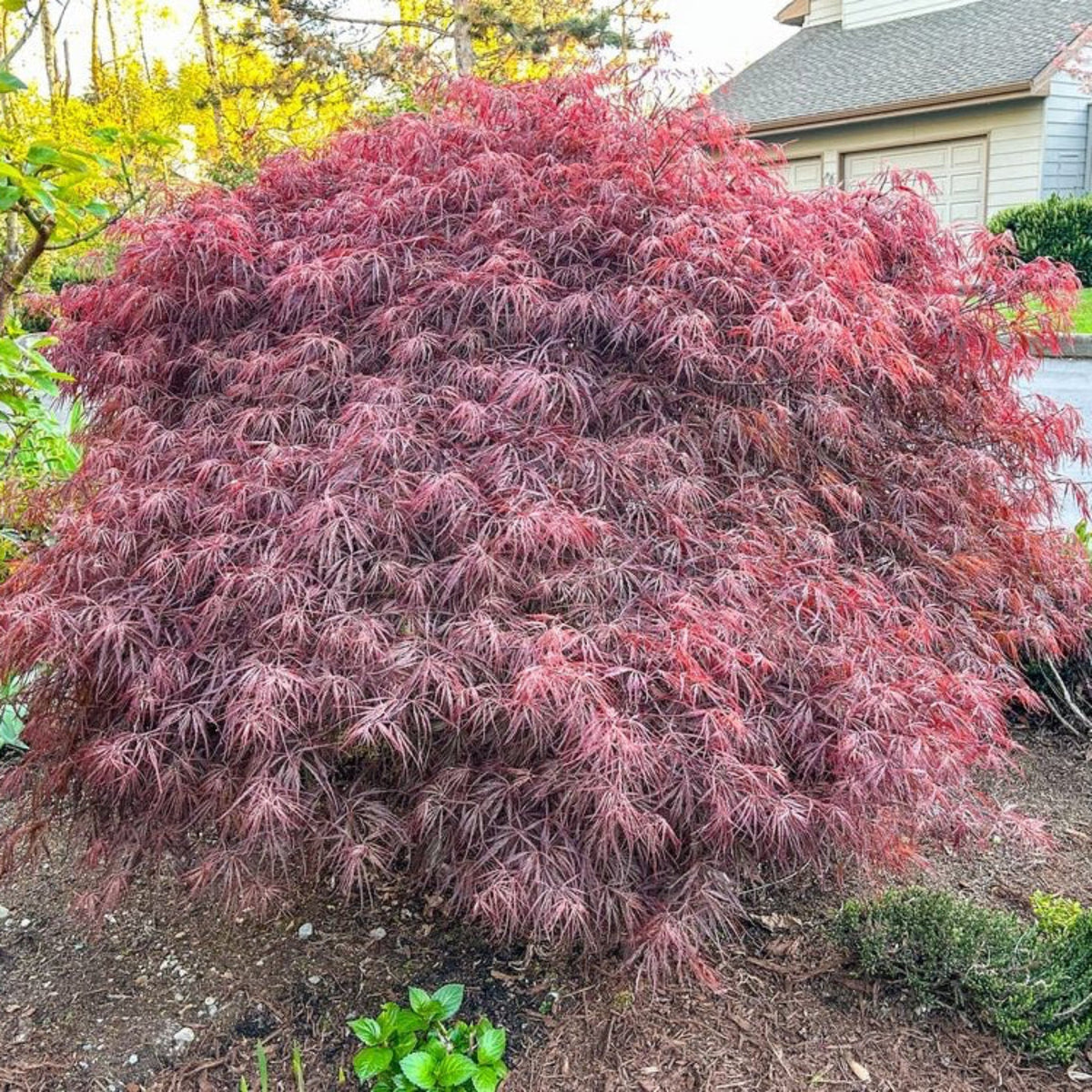 Crimson Queen Japanese Maple – Red Laceleaf Tree