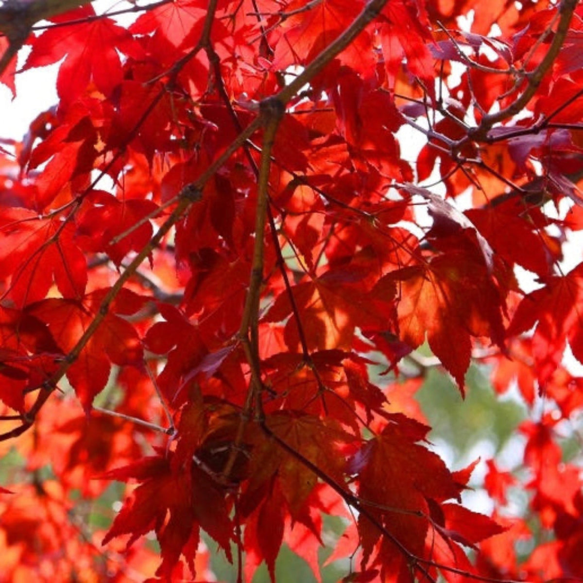 Emperor Japanese Maple Tree – Rich Red Foliage