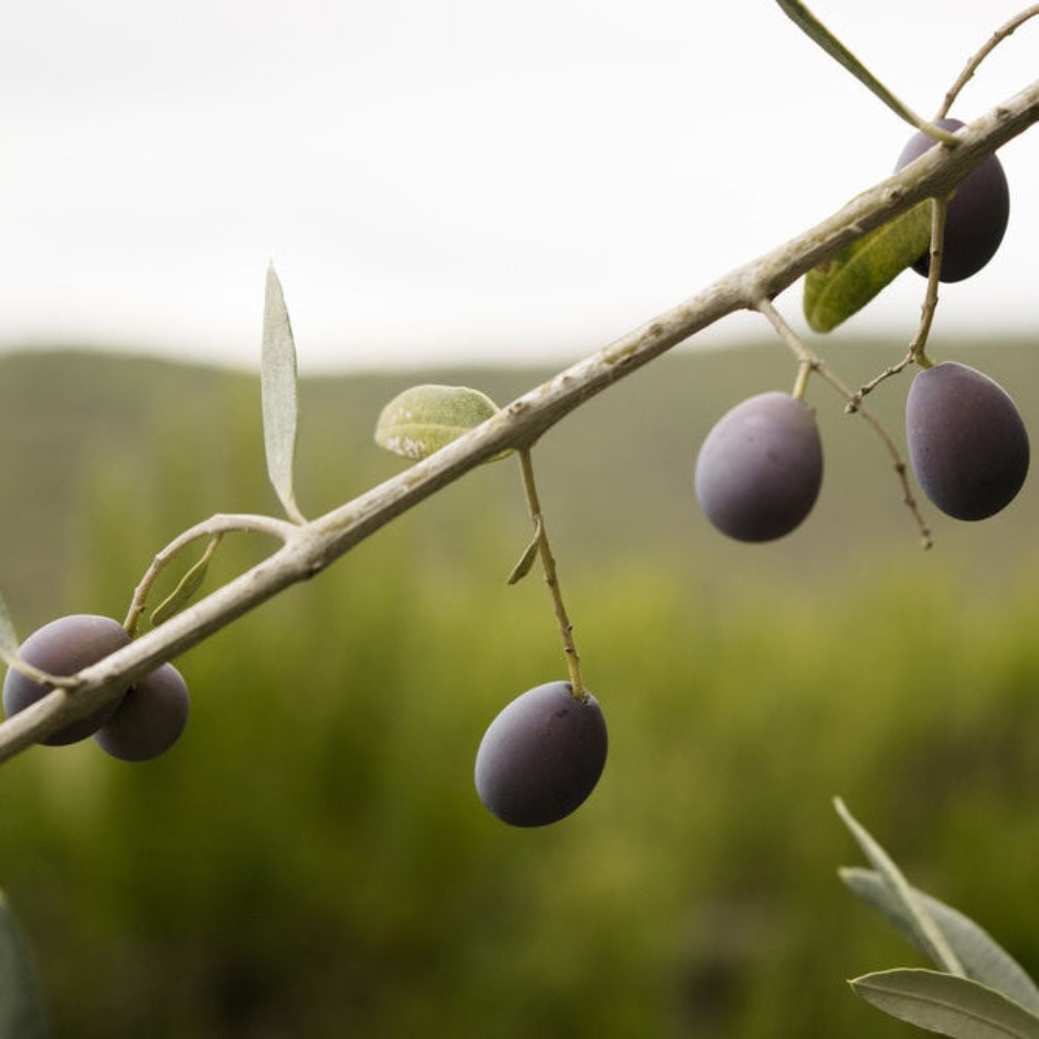 Olive tree - Henderson Garden Supply