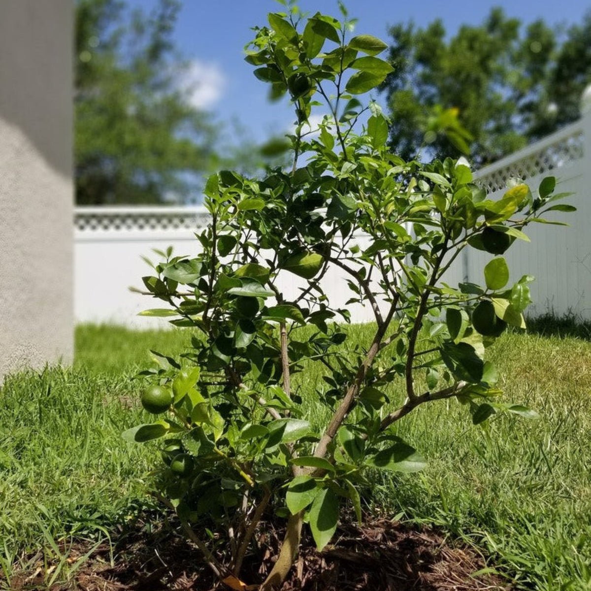 Key Lime Tree – Patio Citrus & Fragrant Blossoms