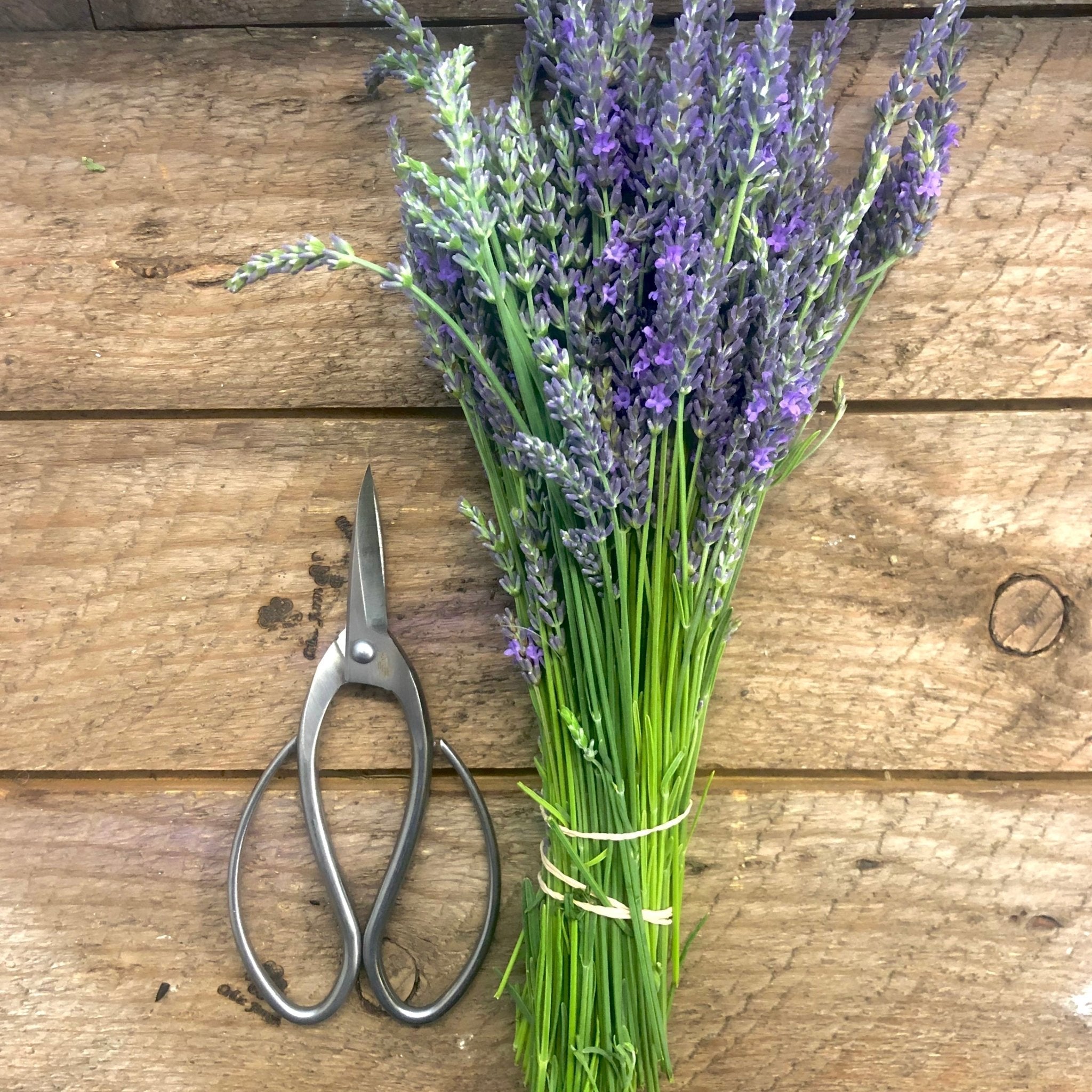 Stainless Garden Scissors Pruning Shears