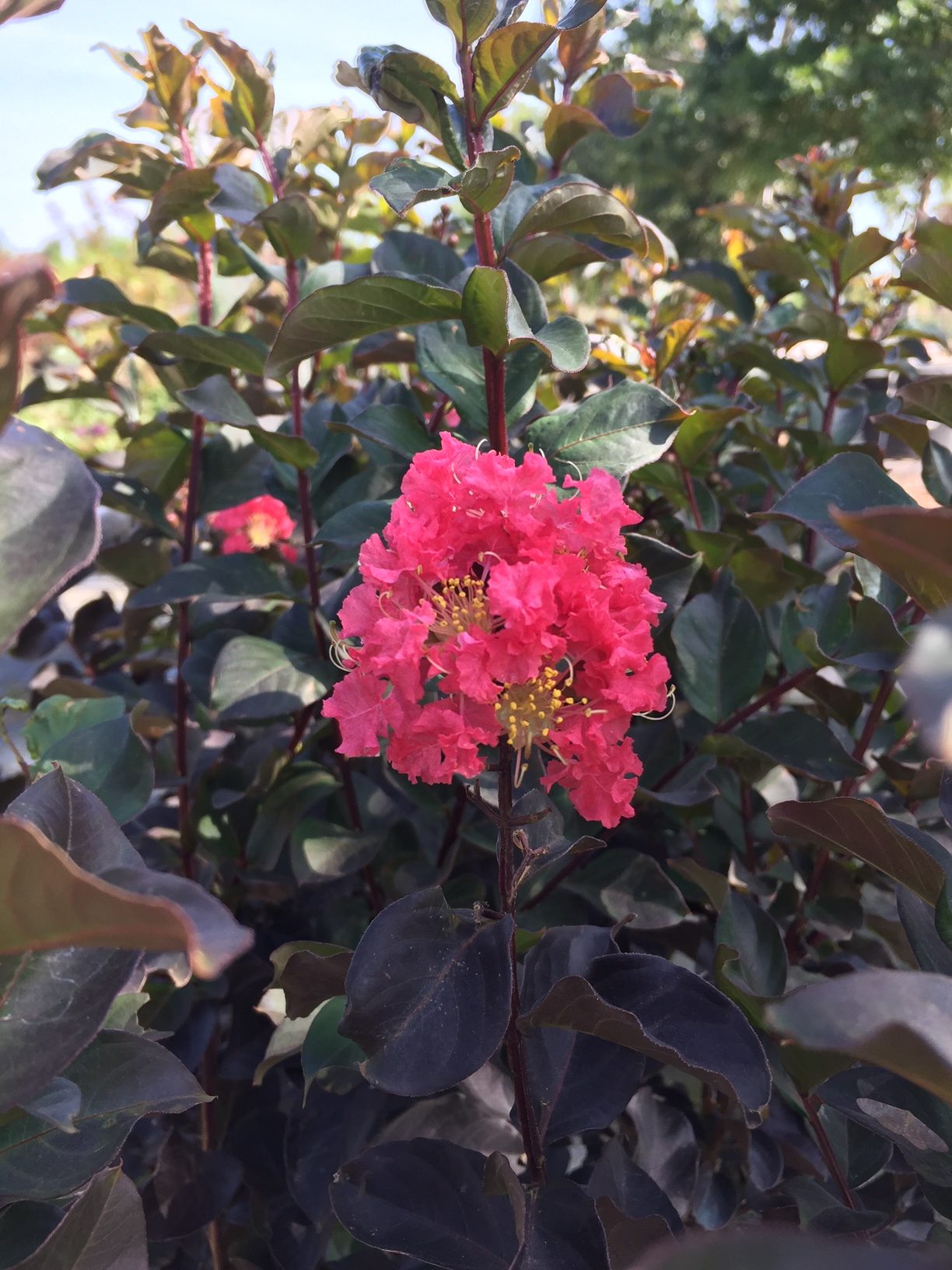 Pink flowers with green leaves in a natural setting - Henderson Garden Supply
