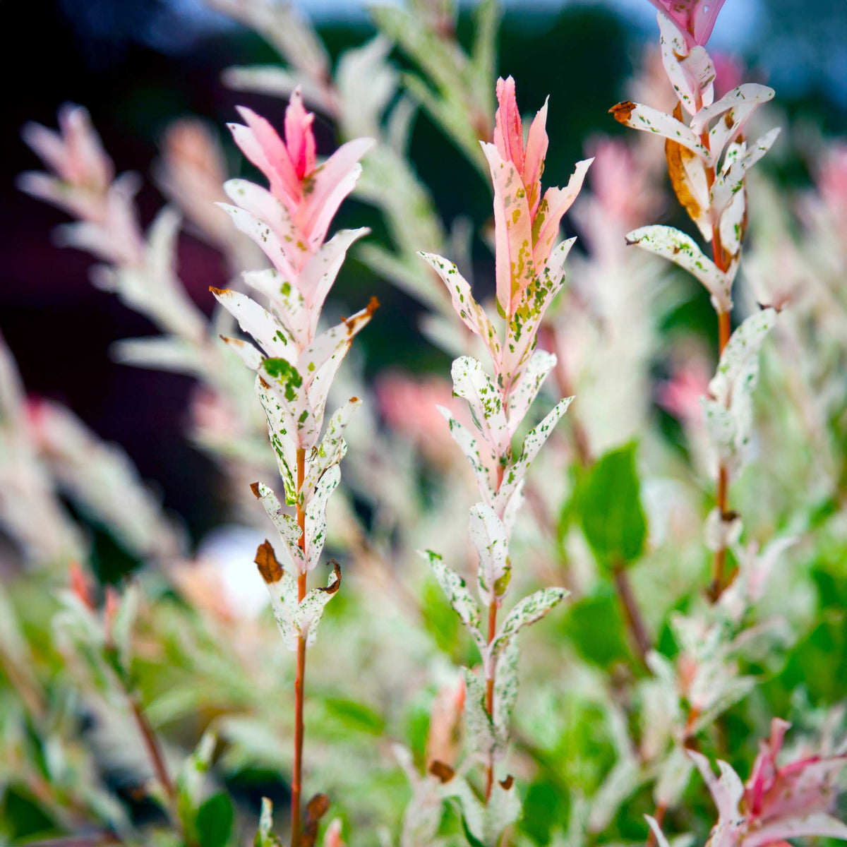 Close-up of pink and green plant with a blurred background. Henderson Garden Supply