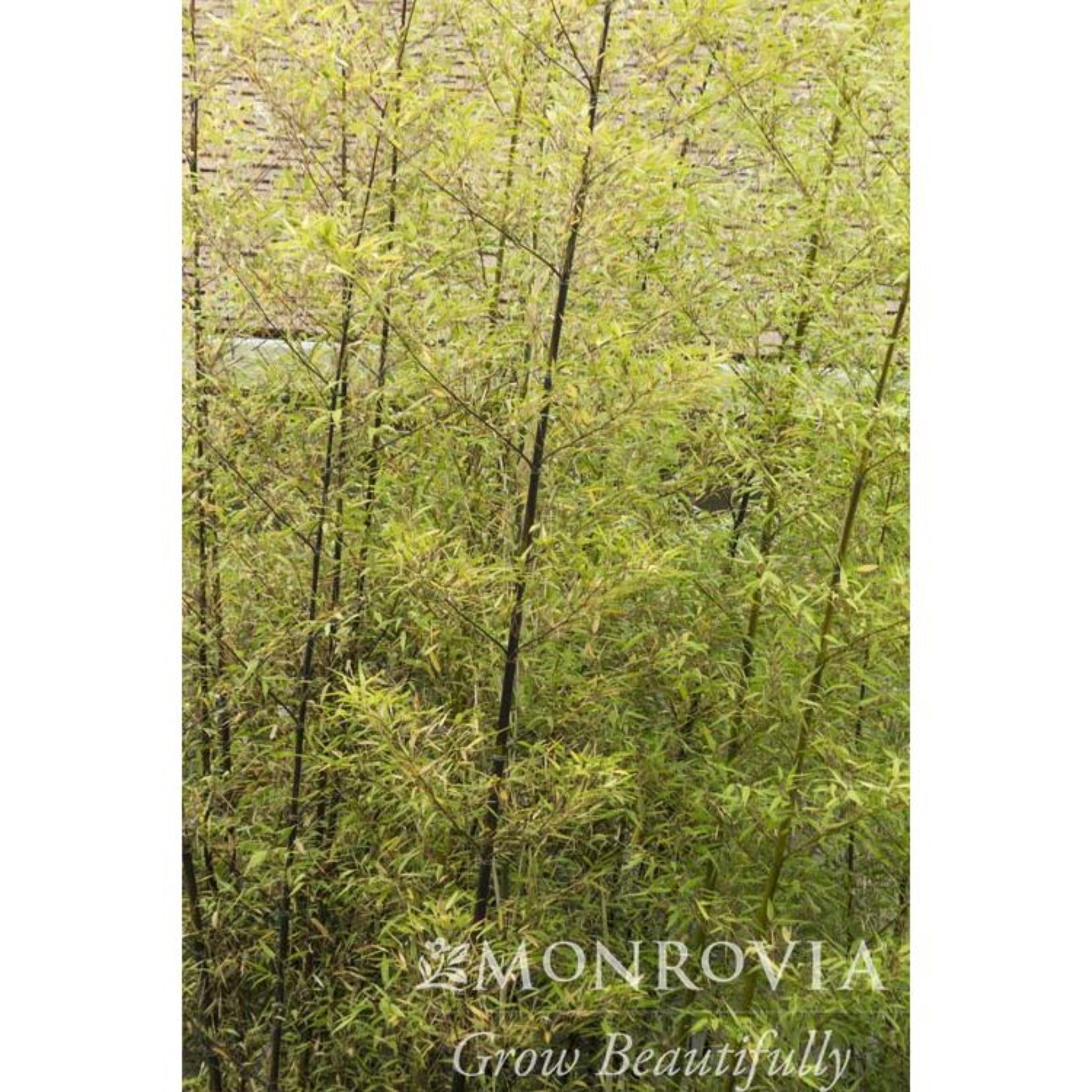 Tall green trees with 'Monrovia' branding at the bottom. Henderson Garden Supply