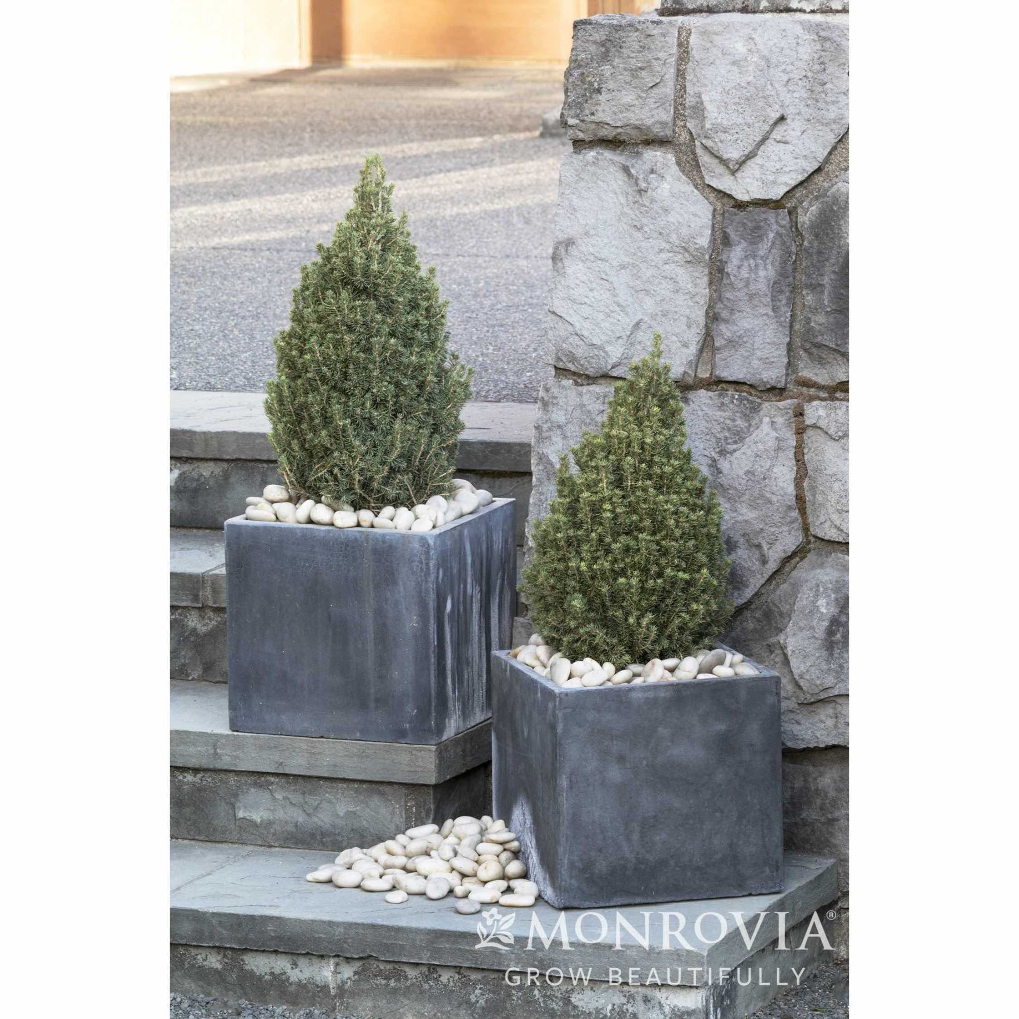 Tiny Tower® Dwarf Alberta Spruce – Ultra-Compact Evergreen