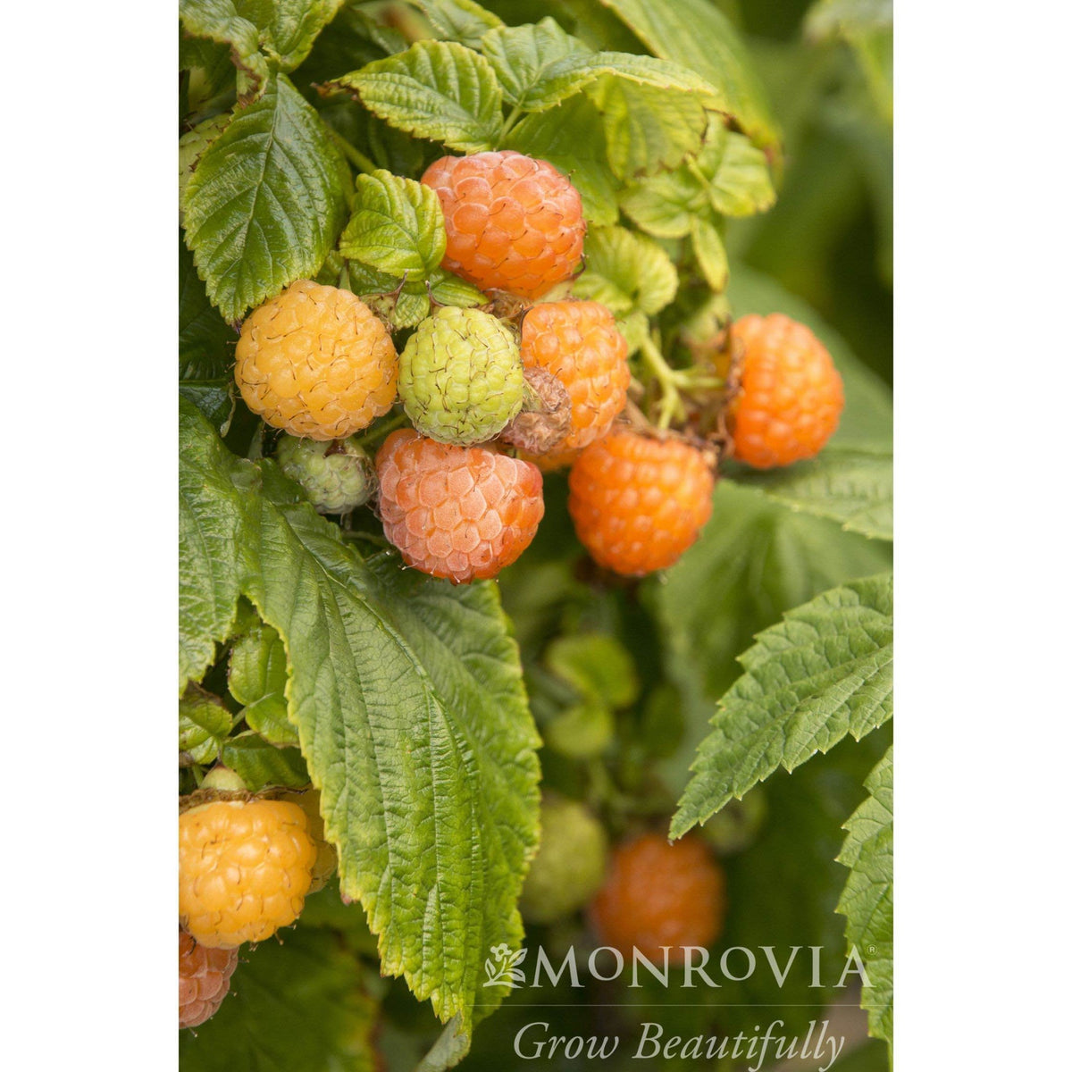 Fall Gold Raspberry – Sweet Golden Everbearing Berries