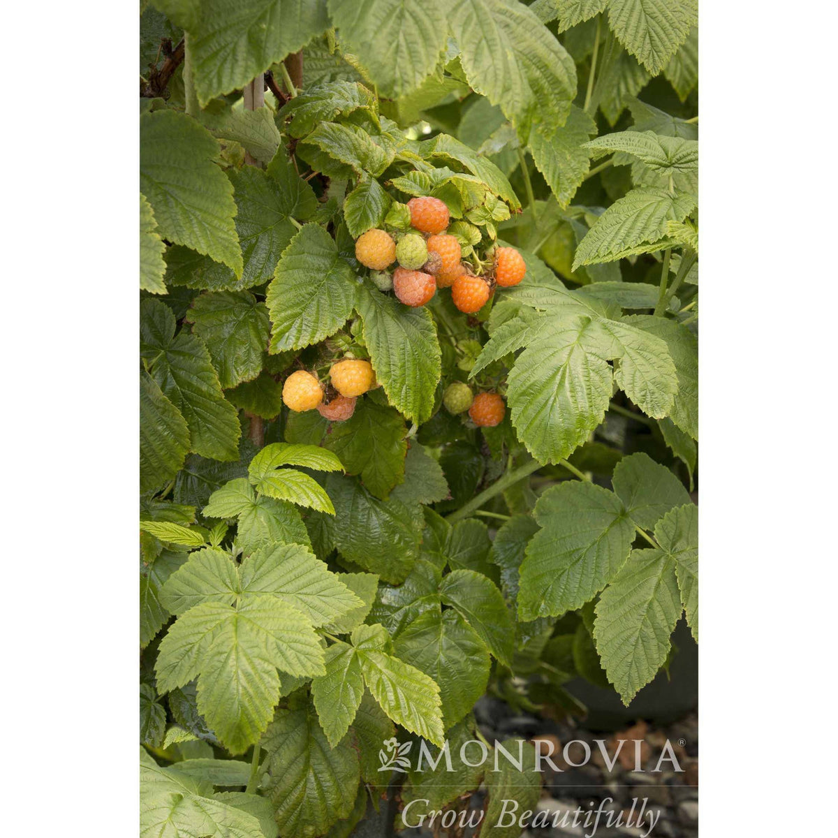 Fall Gold Raspberry – Sweet Golden Everbearing Berries