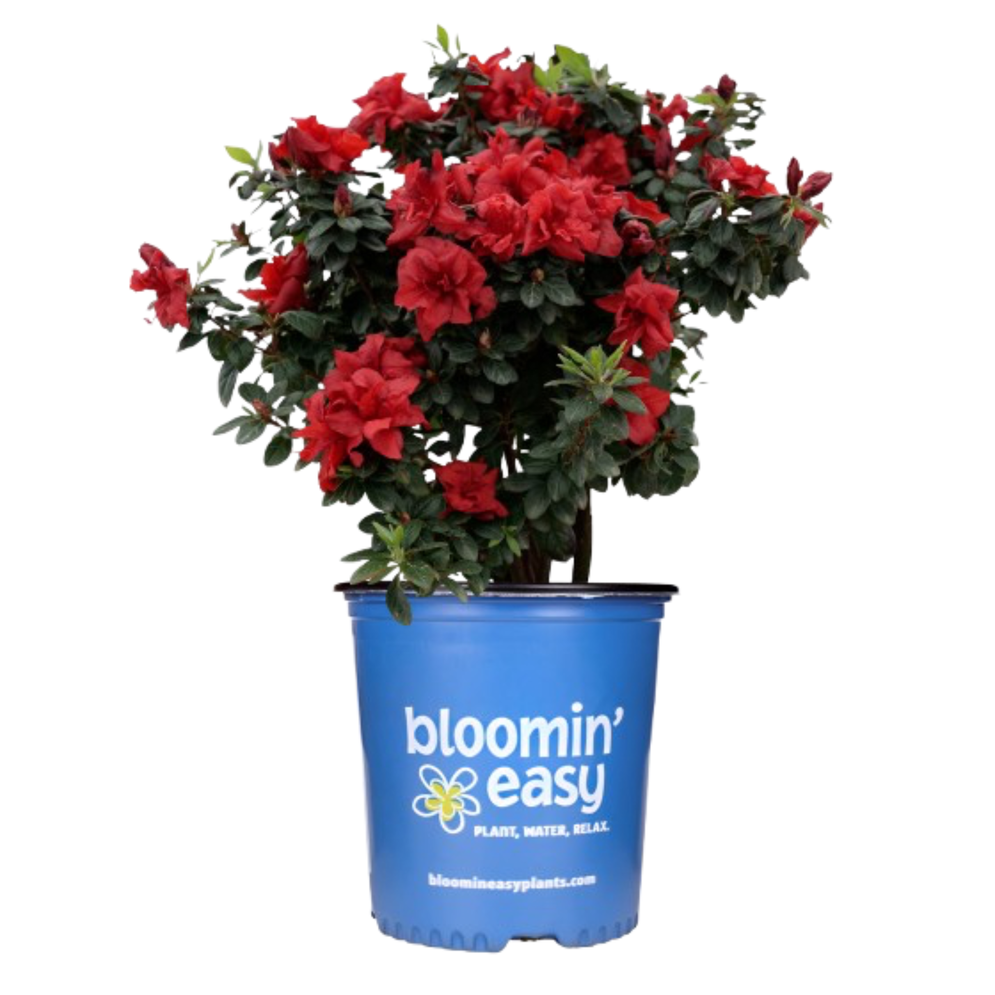 Potted plant with red flowers in a blue 'bloomin' easy' pot on a white background. Henderson Garden Supply