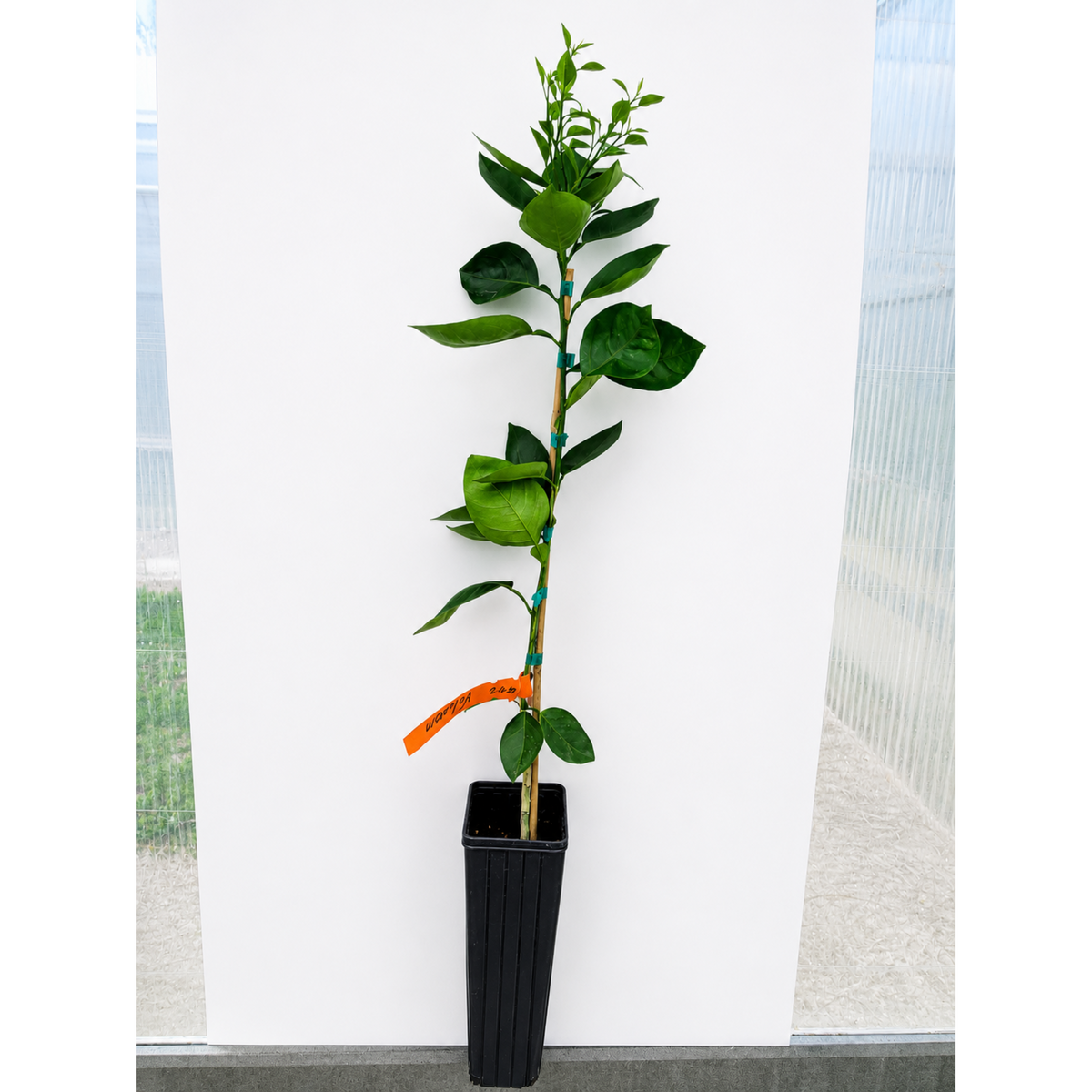 Valencia Orange Tree (FL) – The Classic Juicing Orange