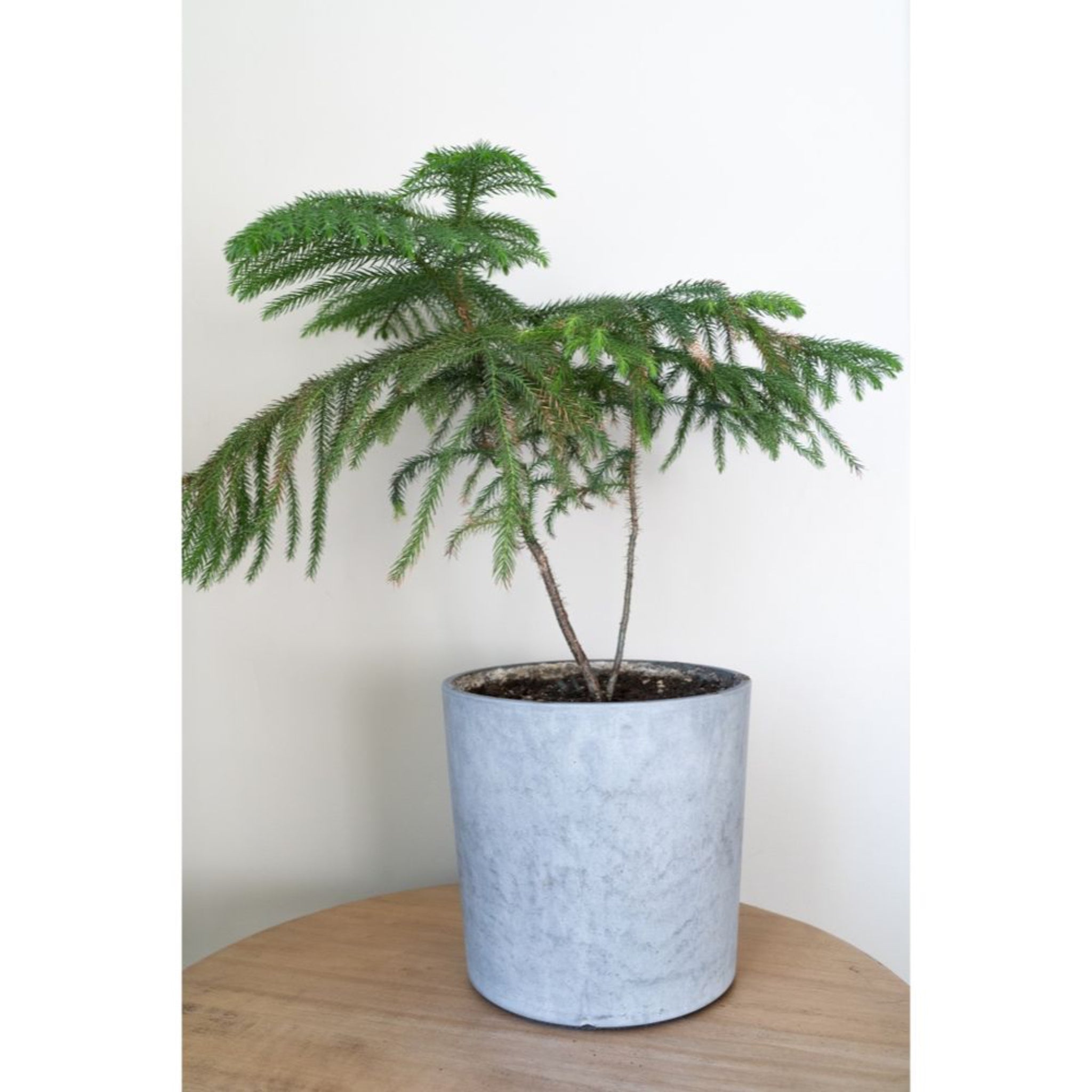 Potted plant on a wooden surface with a white background. Henderson Garden Supply