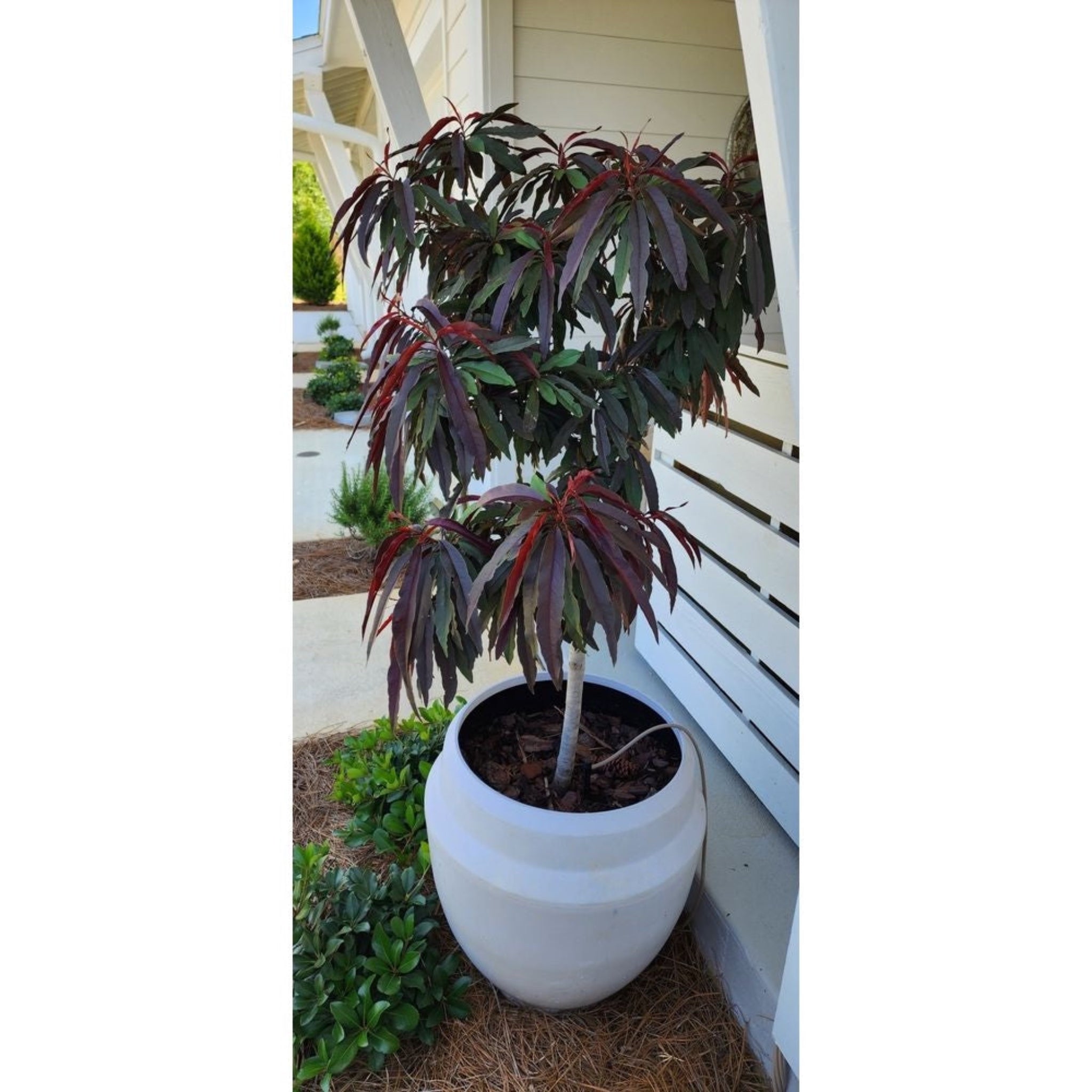 Potted plant with red leaves in a white pot on a patio Henderson Garden Supply