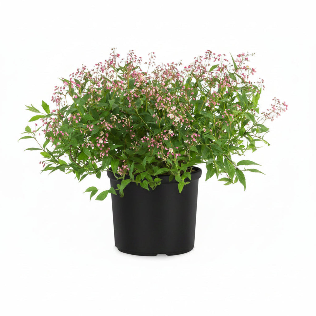 Yuki Cherry Blossom® Deutzia – Compact Pink Flowering Shrub