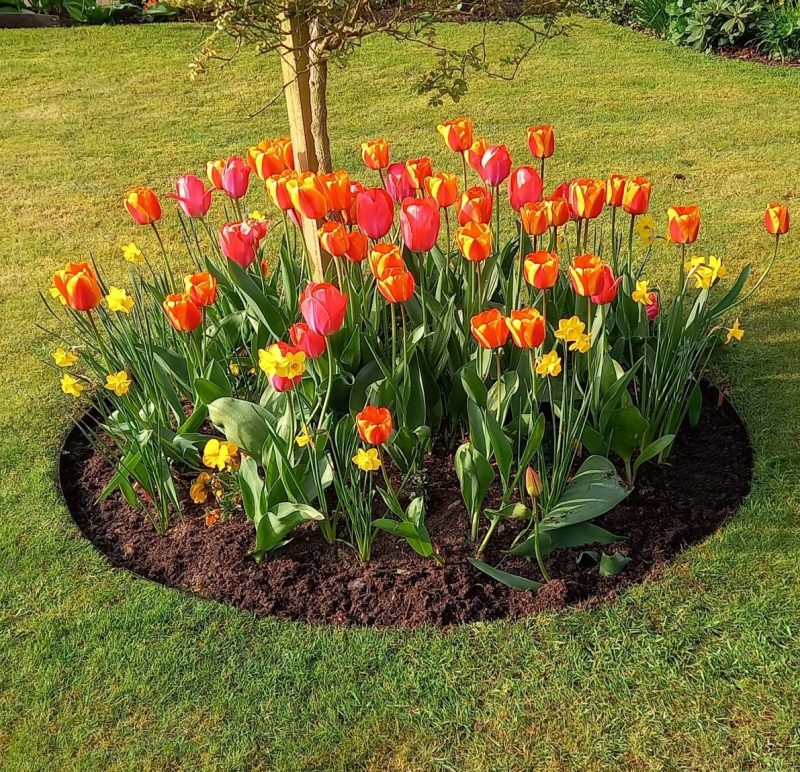 EverEdge Steel Tree Ring Brown Steel Powder Coated