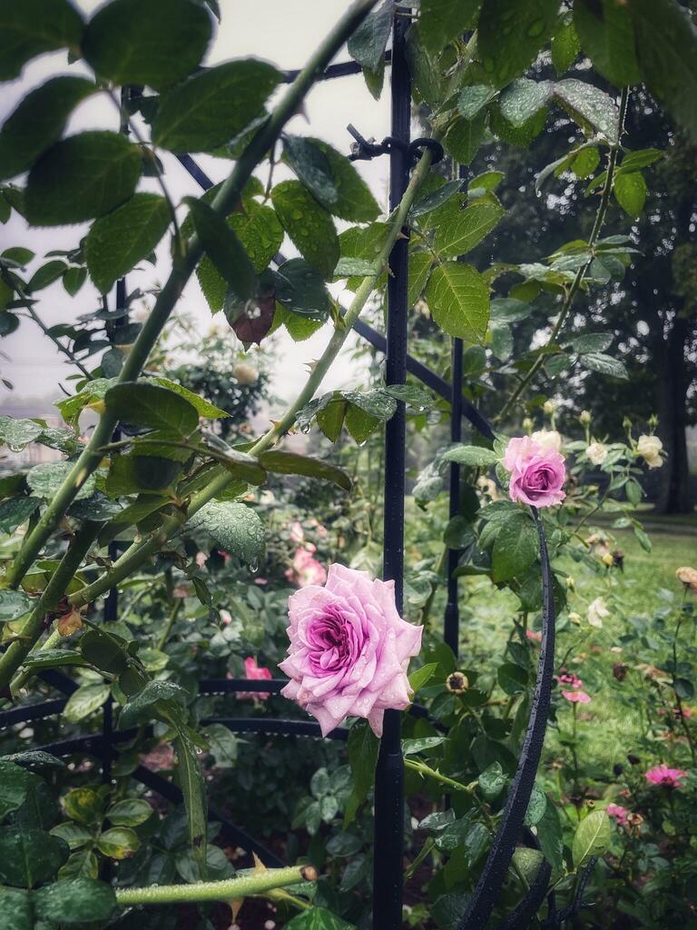 Border Tuteurs - Solid Steel Obelisk - 4 sizes available