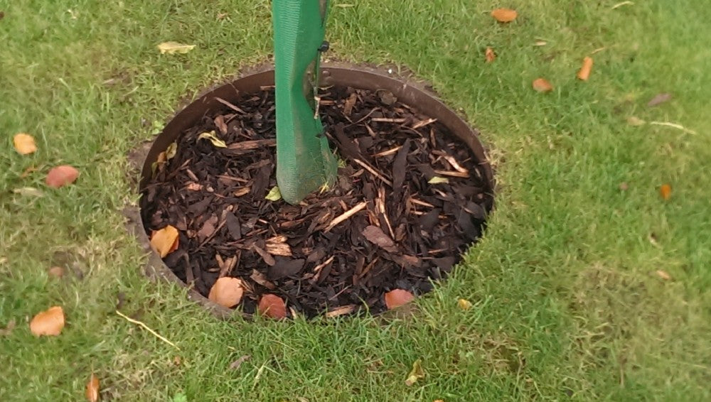 Everedge Classic Steel Tree Rings in Brown - Henderson Garden Supply