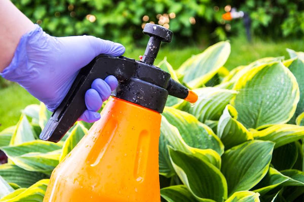 How to Protect Your Garden From Common Threats