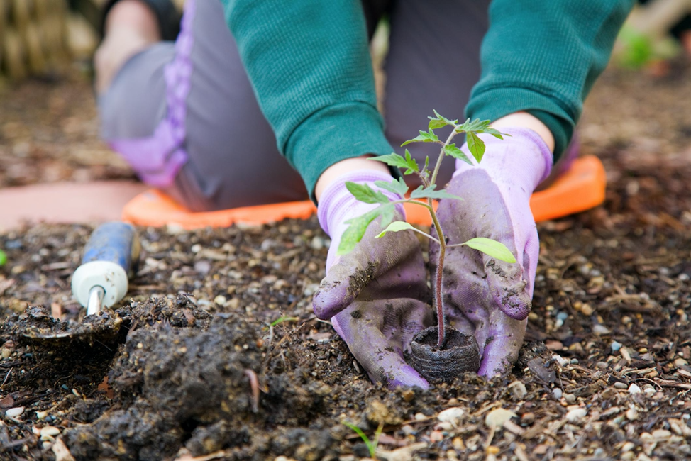 Do You Have Anxiety? Start Gardening