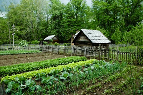 4 Simple Gardening Tips for Increasing Yield