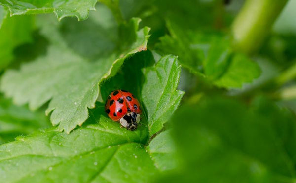 Which Bugs Are Beneficial for Your Garden?