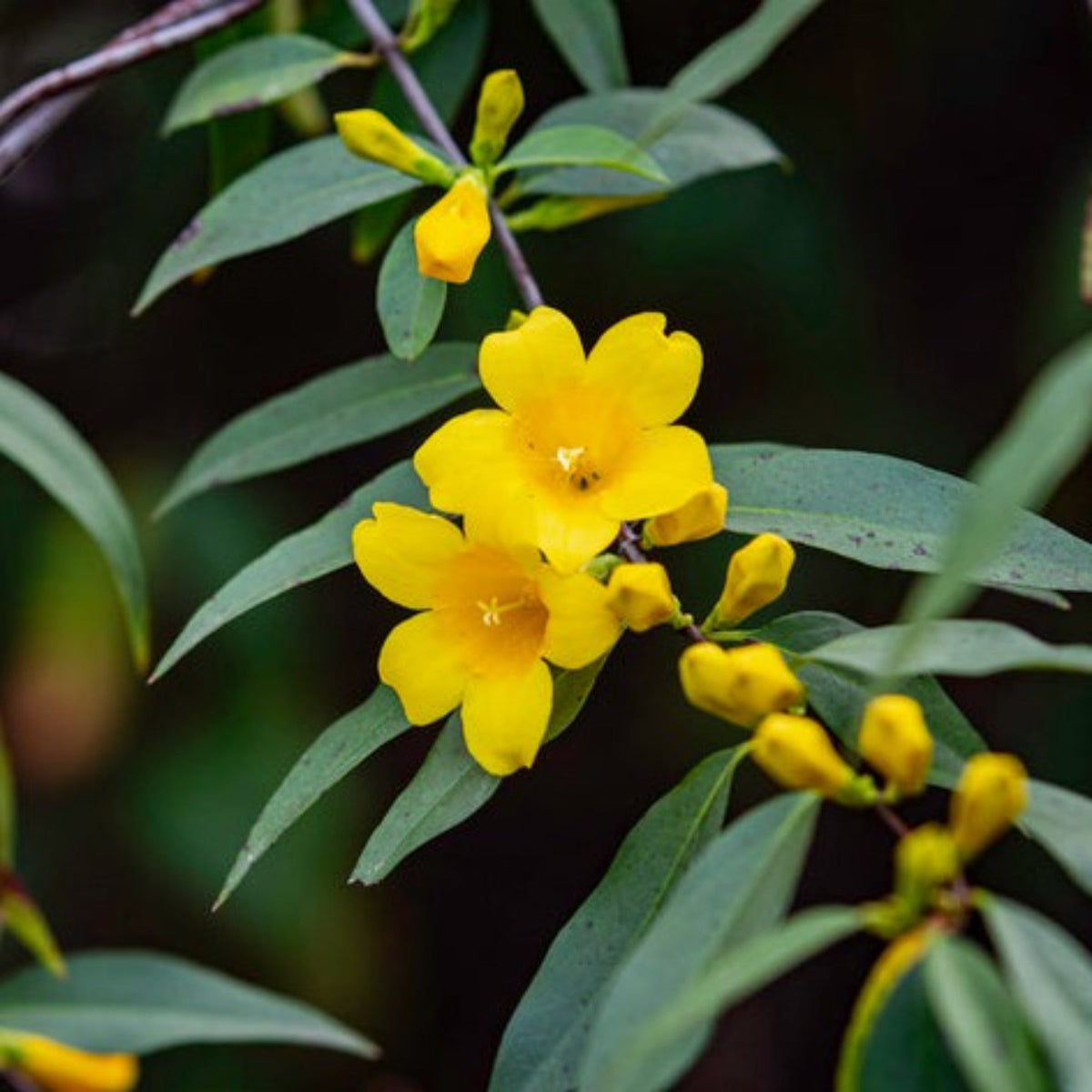 Close-up of yellow flowers with green leaves on a dark background.  Henderson Garden Supply