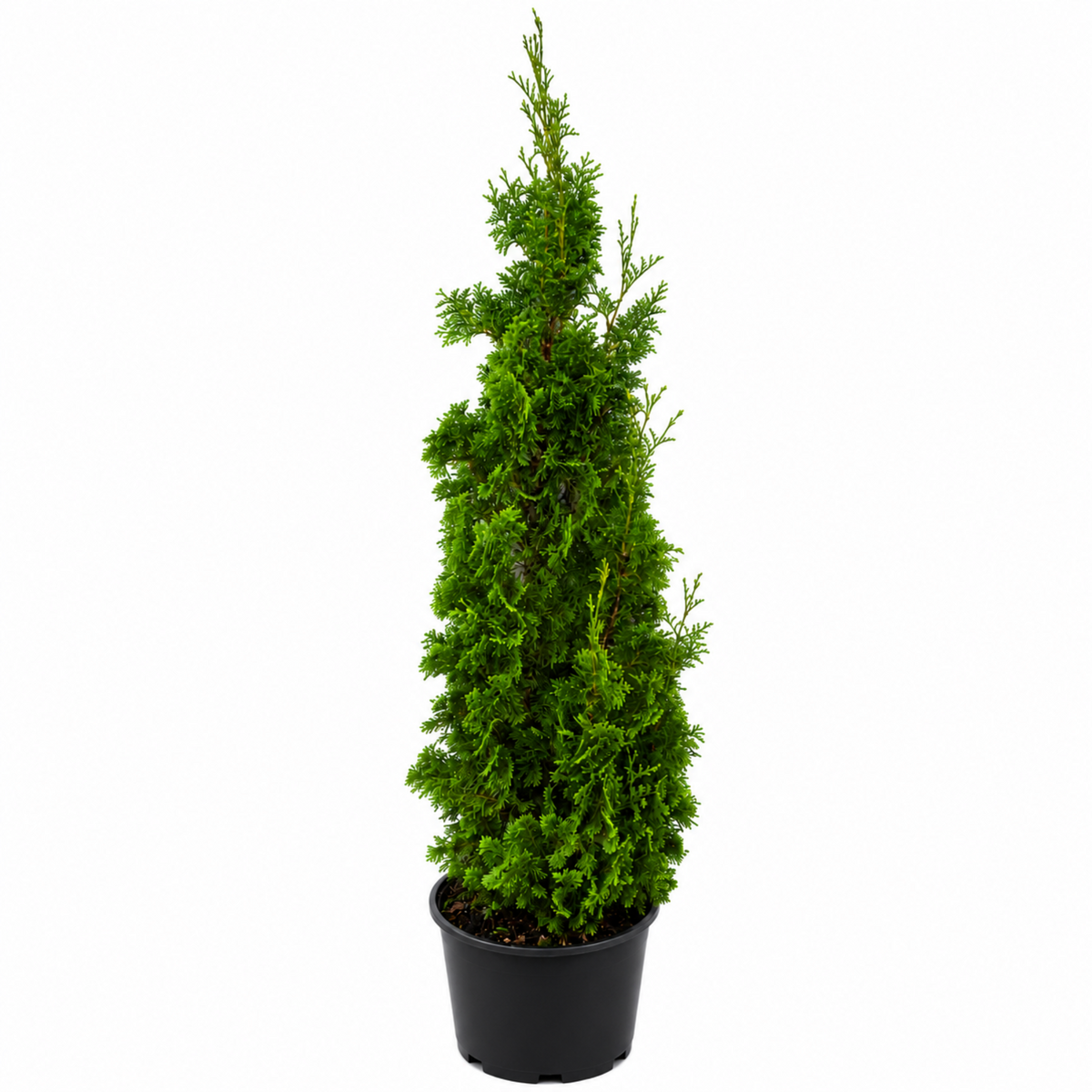 Evergreen Topiaries