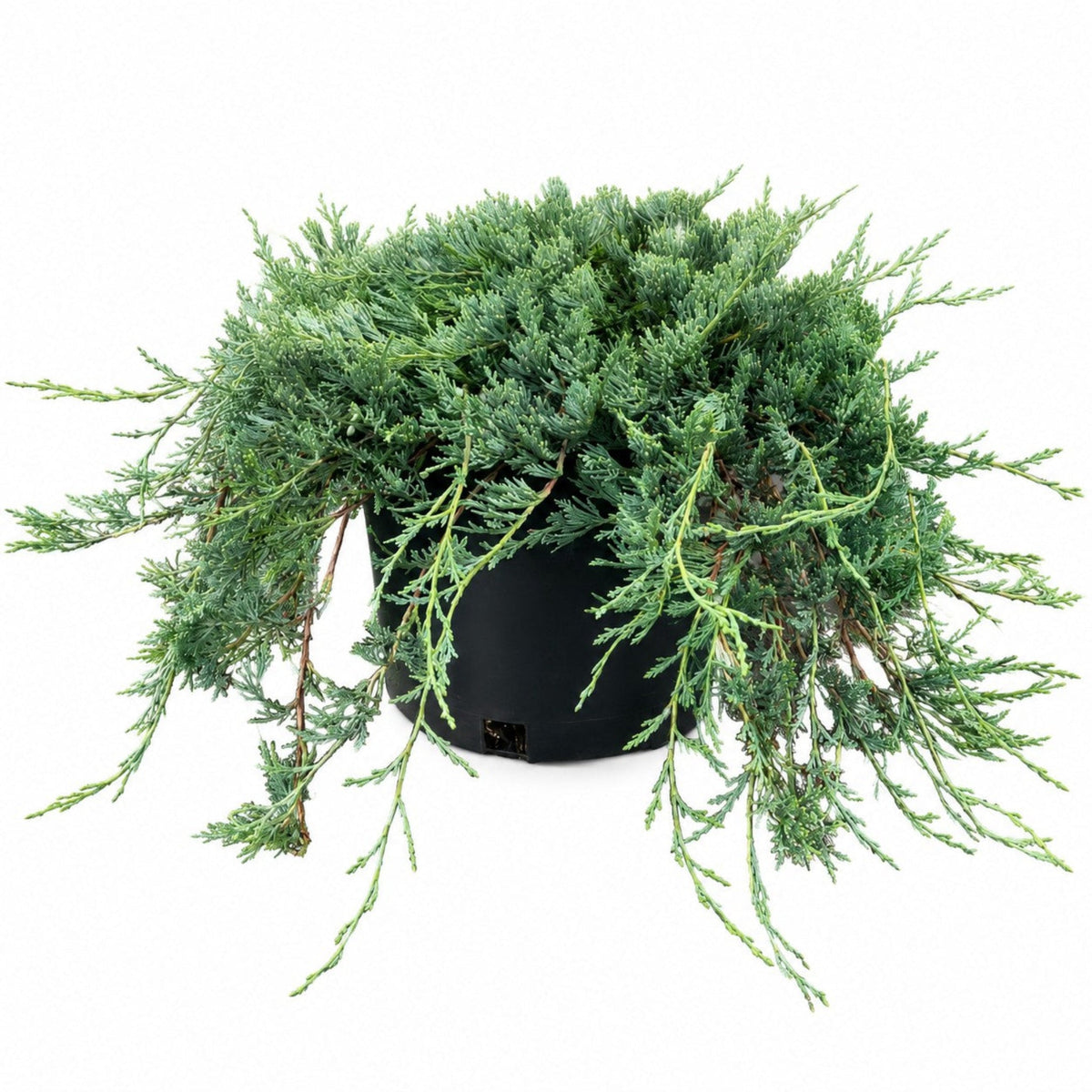 Low-Growing & Groundcover Evergreens