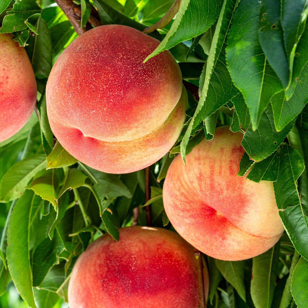 Ripe peaches hanging from a tree with green leaves.  Henderson Garden Supply