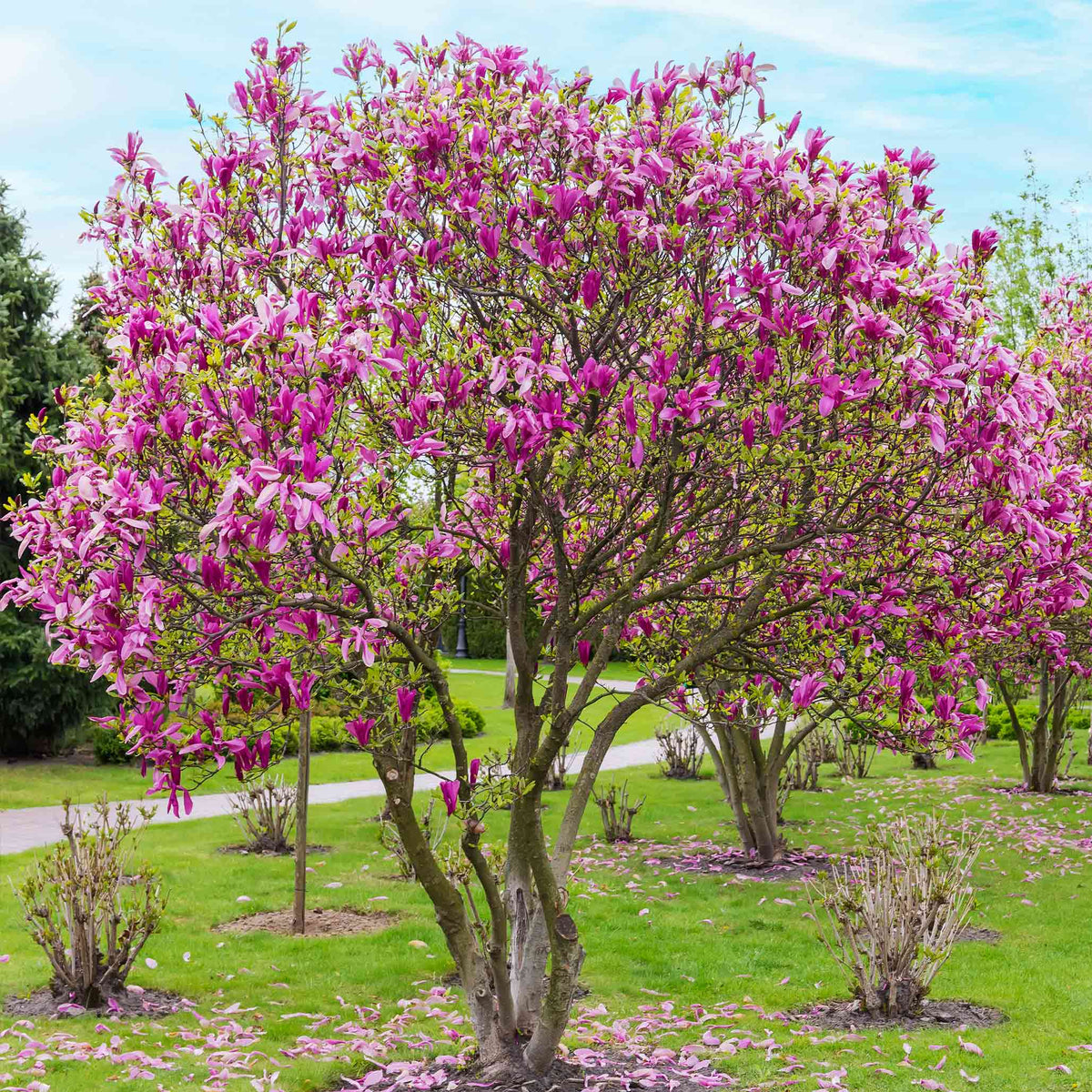 Other Flowering Trees