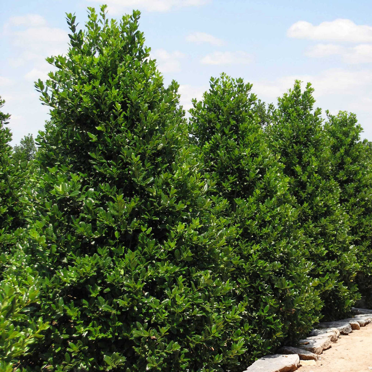 Holly - Henderson Garden Supply