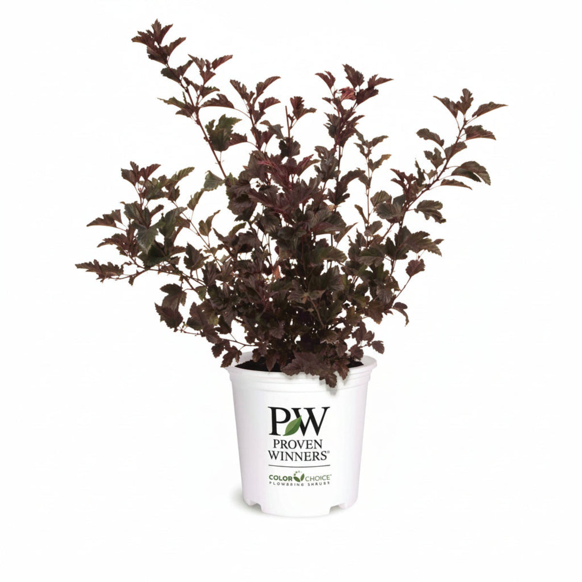 Ninebark & Colorful Foliage Shrubs
