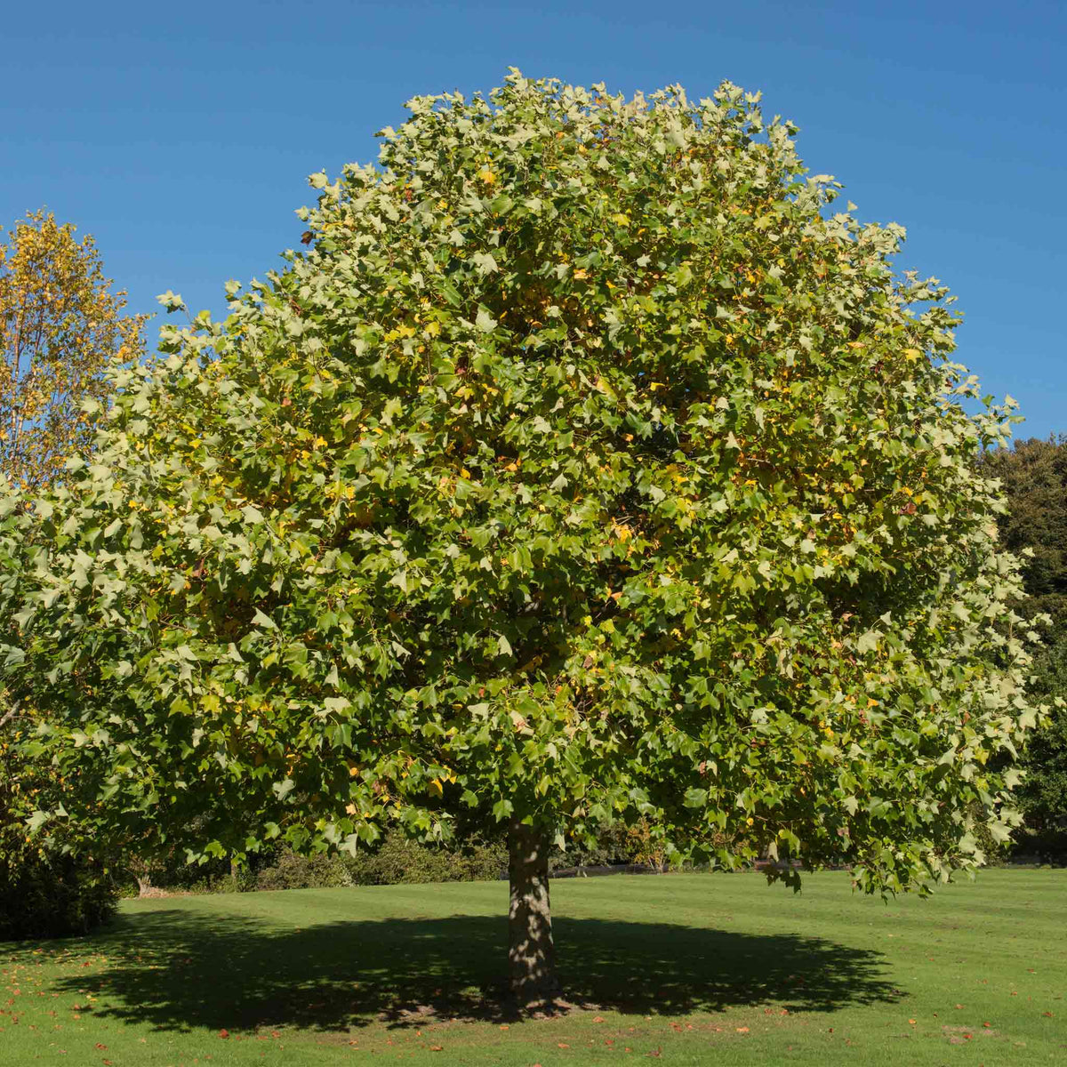 Large tree with green leaves on a grassy area with a clear blue sky.  Henderson Garden Supply