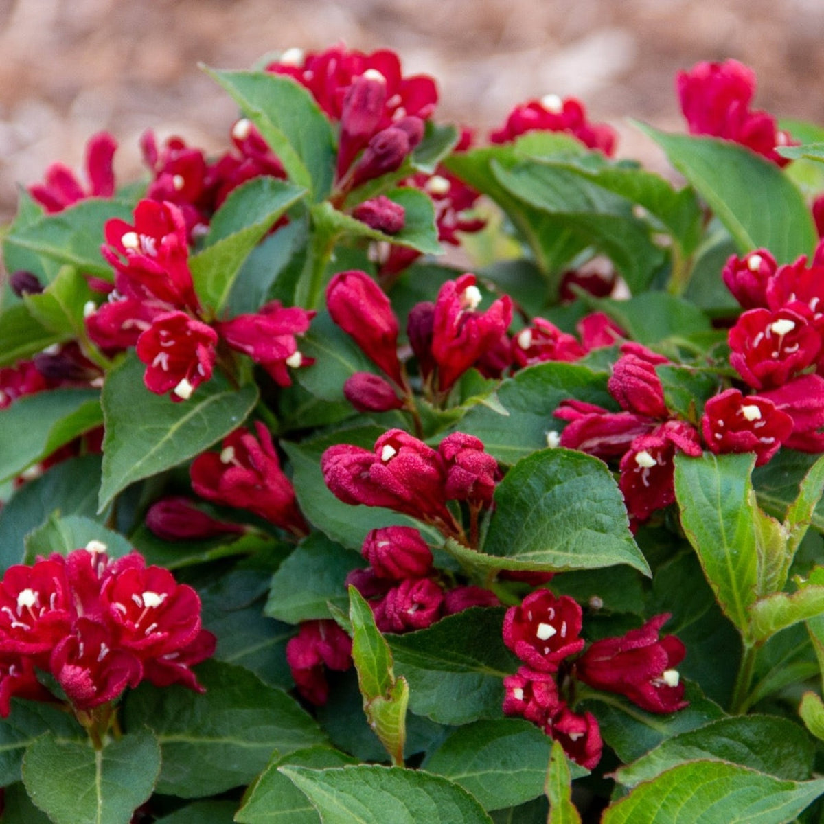 Weigela